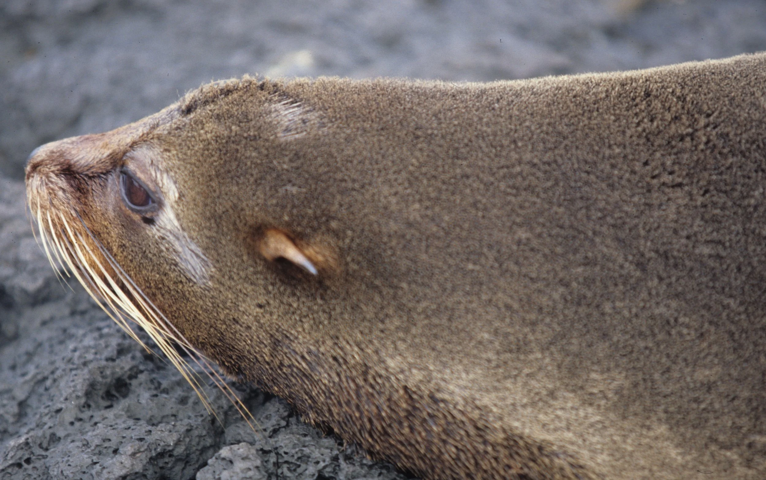 Arctocephalus galapagoensis - GALAPAGOS FUR SEAL - GALAPAGOS ISLANDS (1).jpg