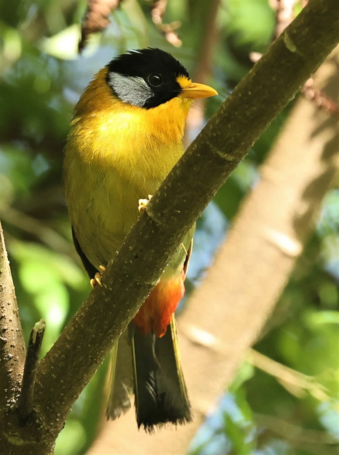 Leiothrix argentauris - SILVER-EARED MESIA - FRASER'S HILL, MALAYSIA JUNE 2022 (27).jpg