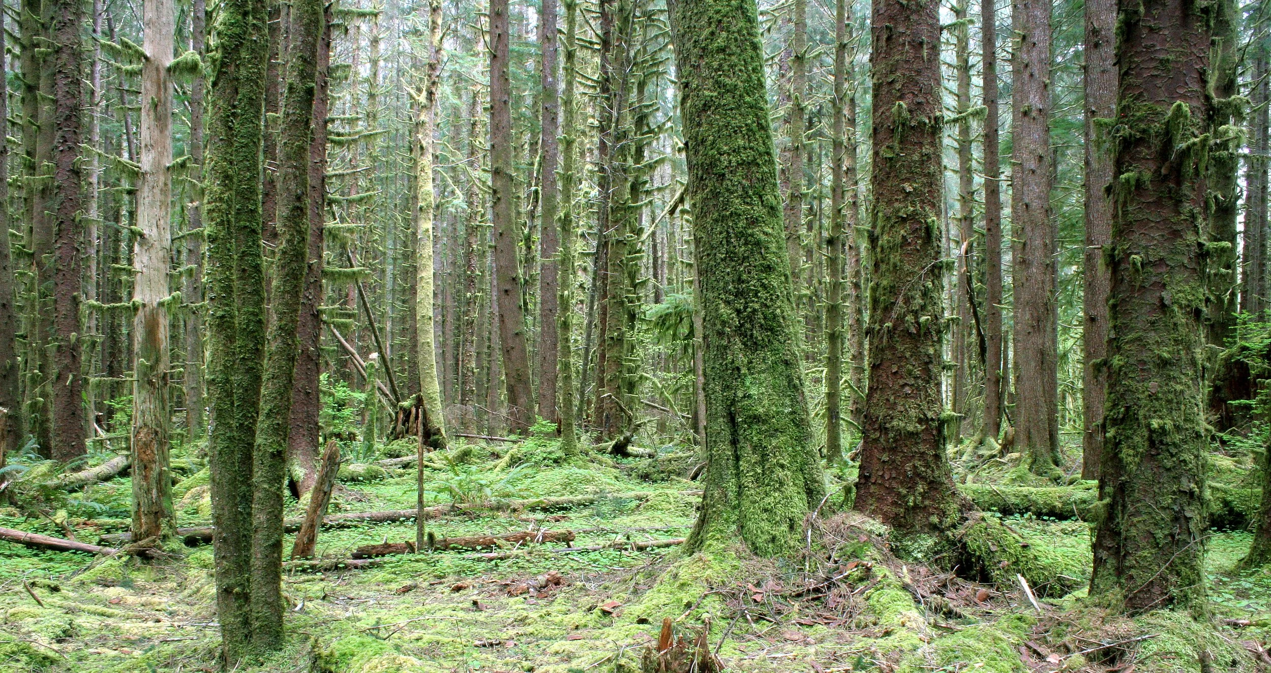 HOH RIVER VALLEY - HALL OF MOSSES (19).JPG