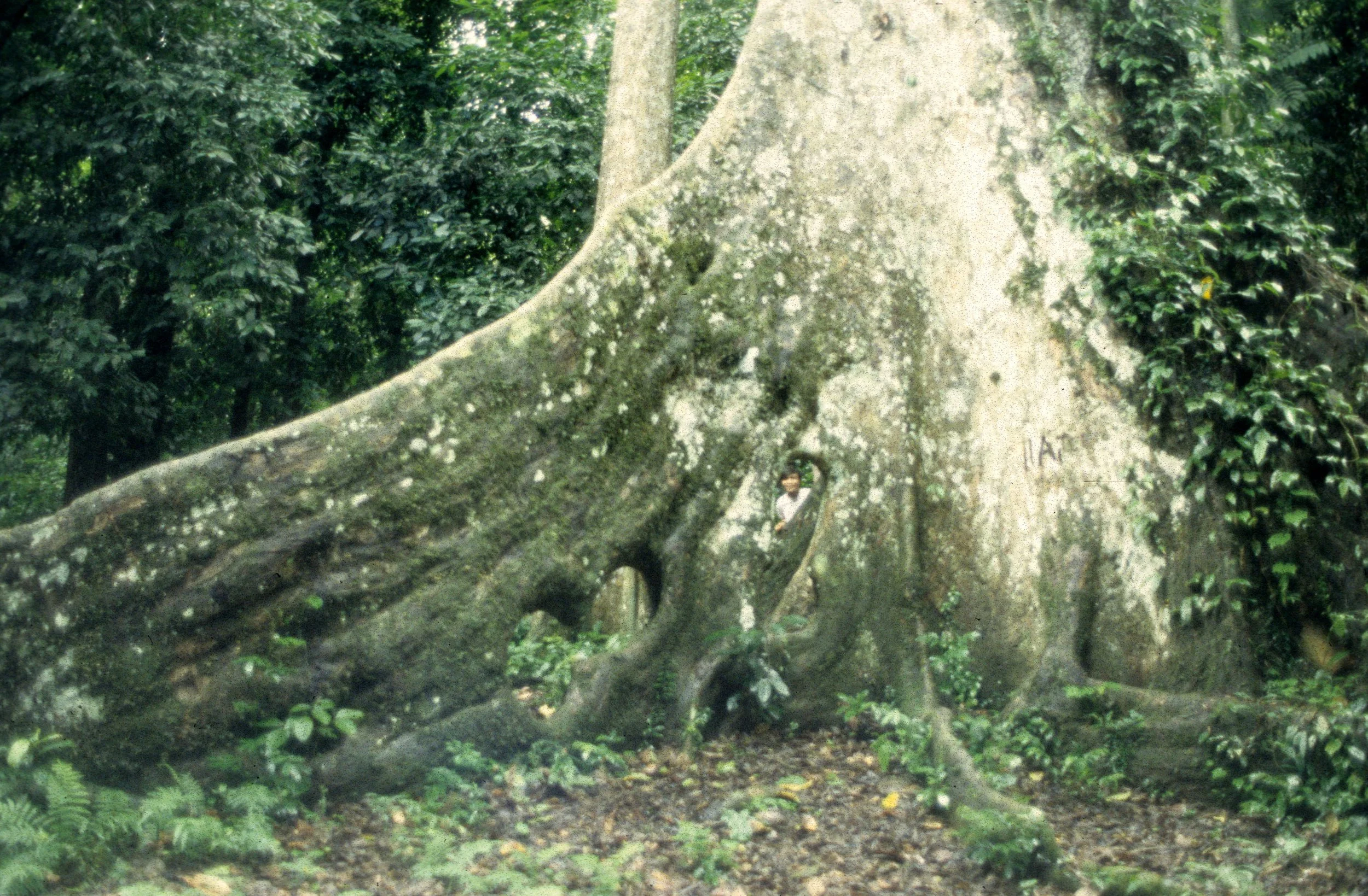 CUC PHUONG - FOREST GIANTS.jpg