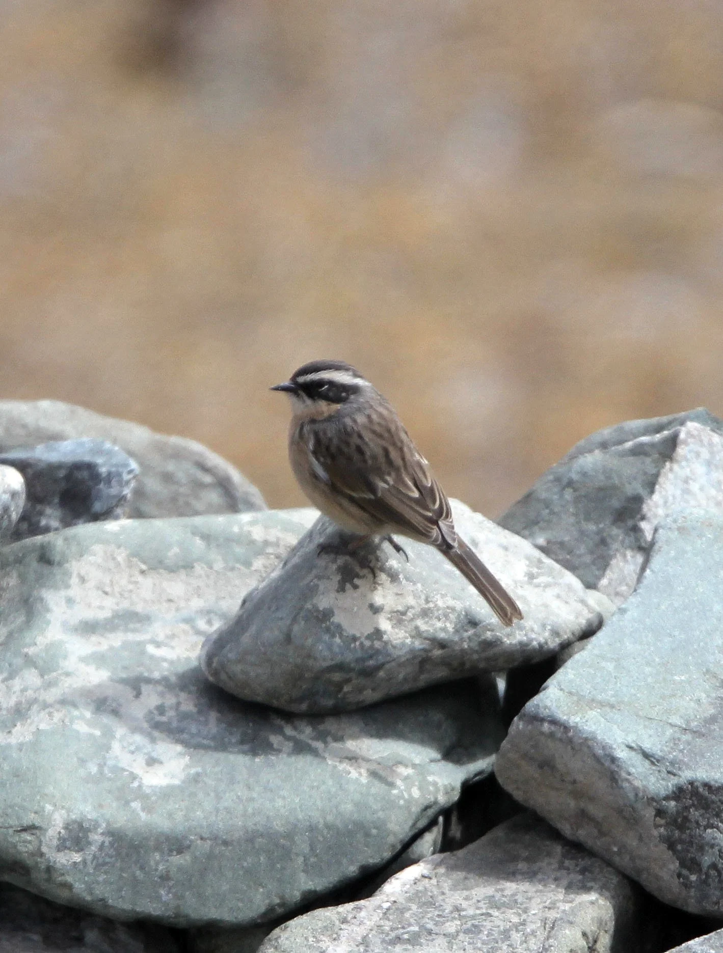 Brown Accentor (Prunella fulvescens) Hemis NP Ladakh India (11).JPG