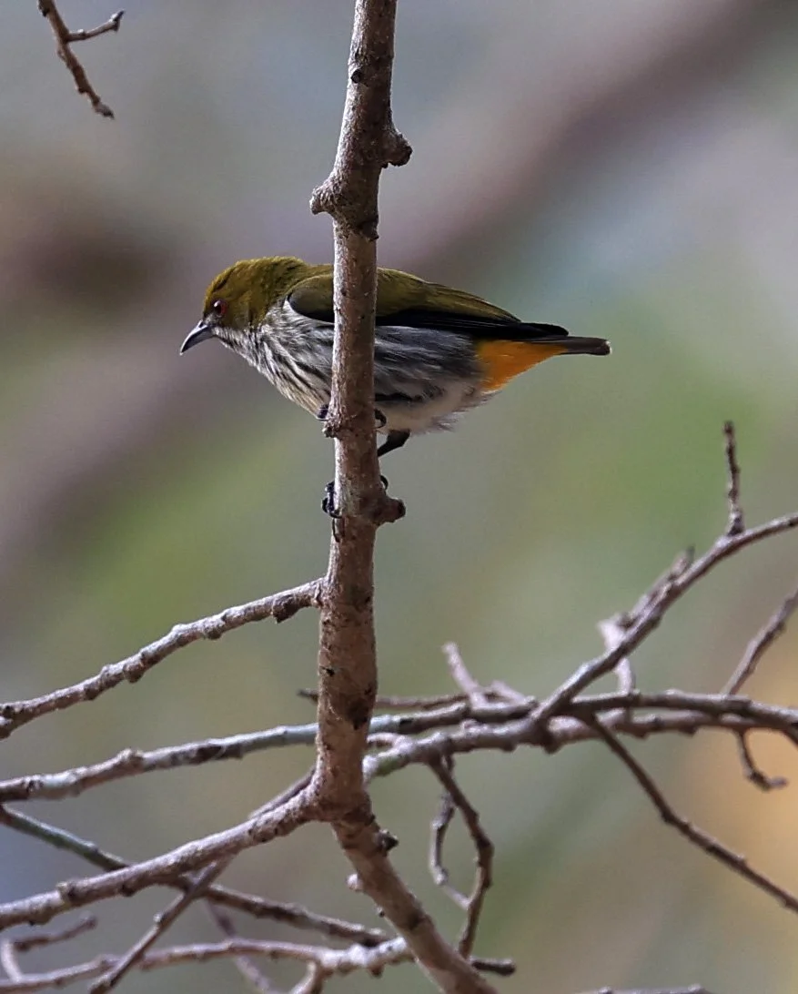 Yellow-vented Flowerpecker (Dicaeum chrysorrheum) Kaeng Krachan National Park ESS Expedition 2026 