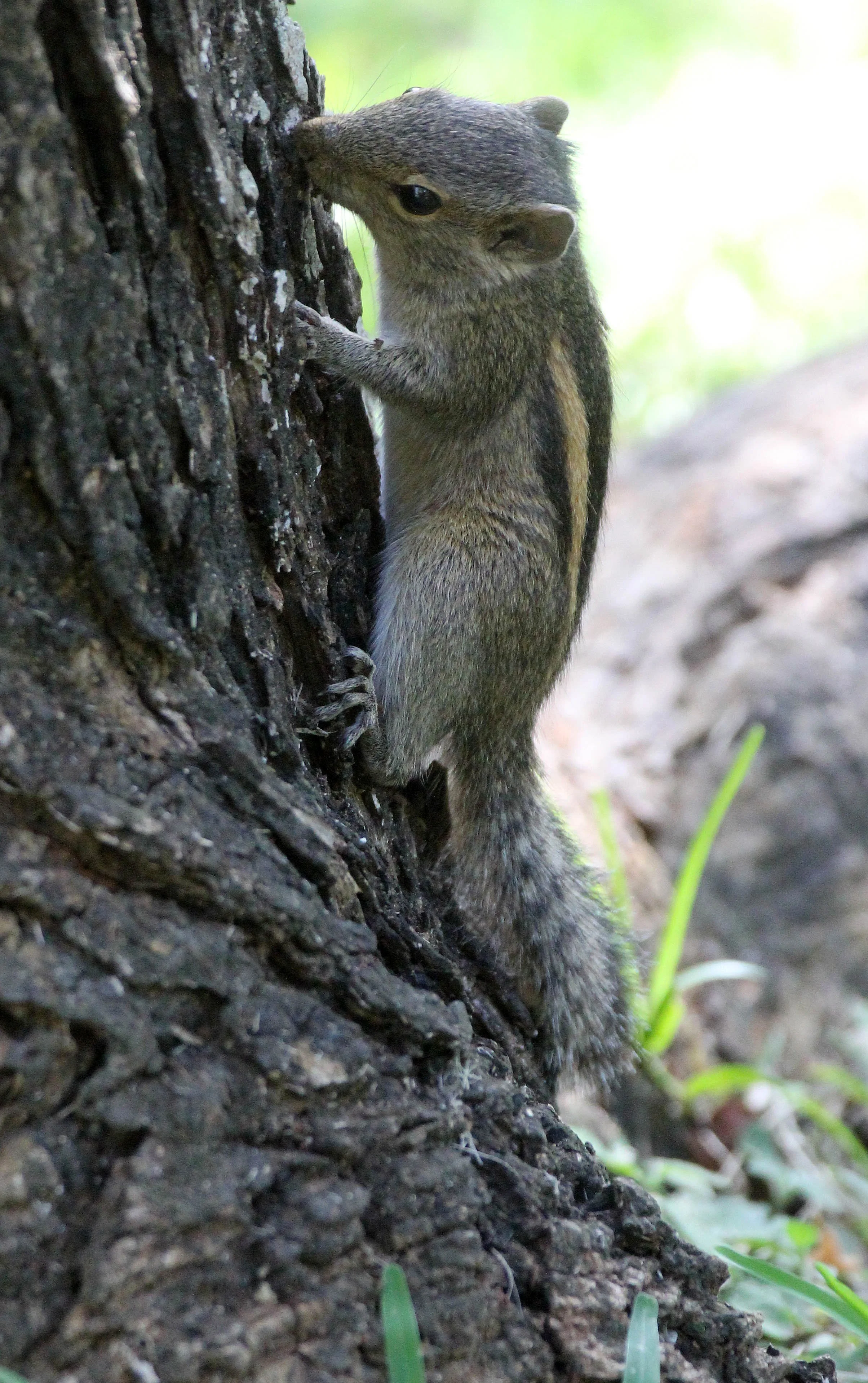 Funambulus palmarum - THREE-STRIPED (INDIAN) PALM SQUIRREL -  SIGIRIYA FOREST AND FORTRESS AREA SRI LANKA - PHOTO BY SOM SMITH (31).JPG