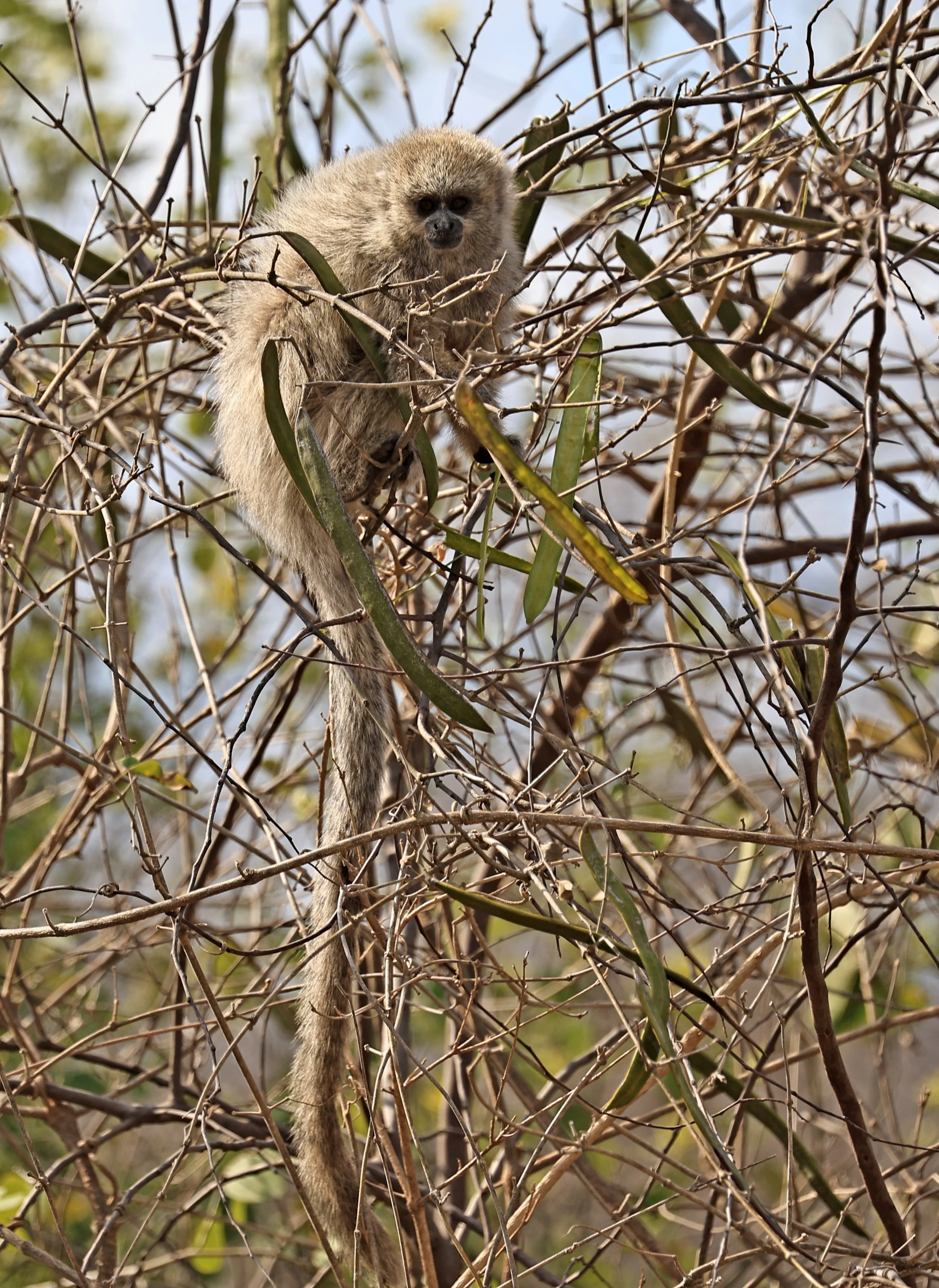 Chacoan Titi (Plecturocebus pallescens) Agua Dulce Paraguay (14).jpg