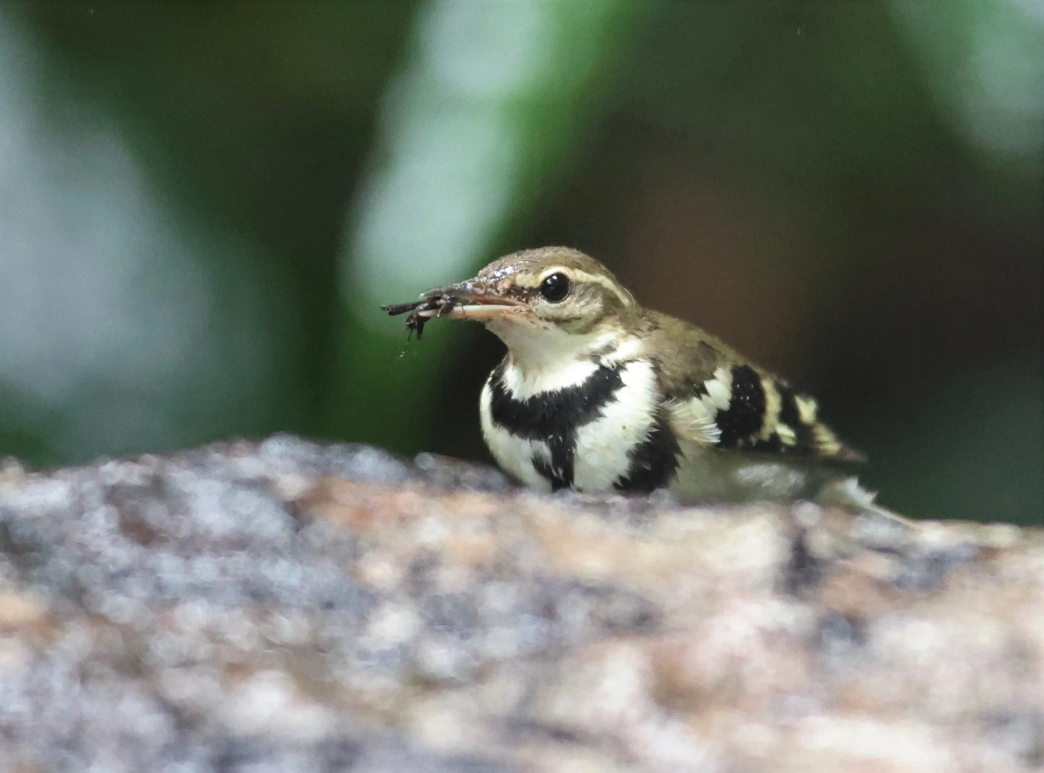 FOREST WAGTAIL - Dendronanthus indicus -KAENG KRACHAN NATIONAL PARK 16 OCT 2021 (6).jpg