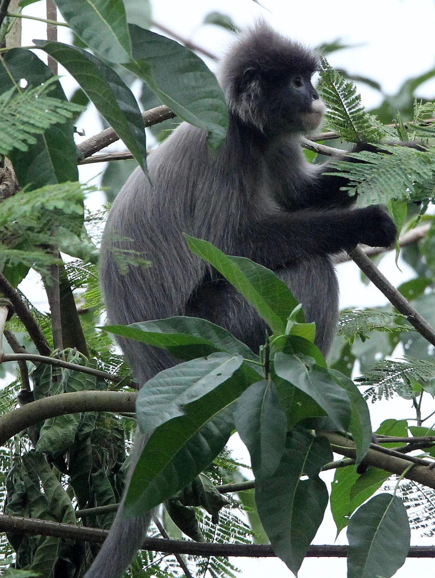 CERCOPITHECIDAE - Trachypithecus crepusculus - INDOCHINESE GRAY LANGUR - HUAI KHA KHAENG WILDLIFE RESERVE - KHAO BAN DAI STATION - THAILAND (28).JPG