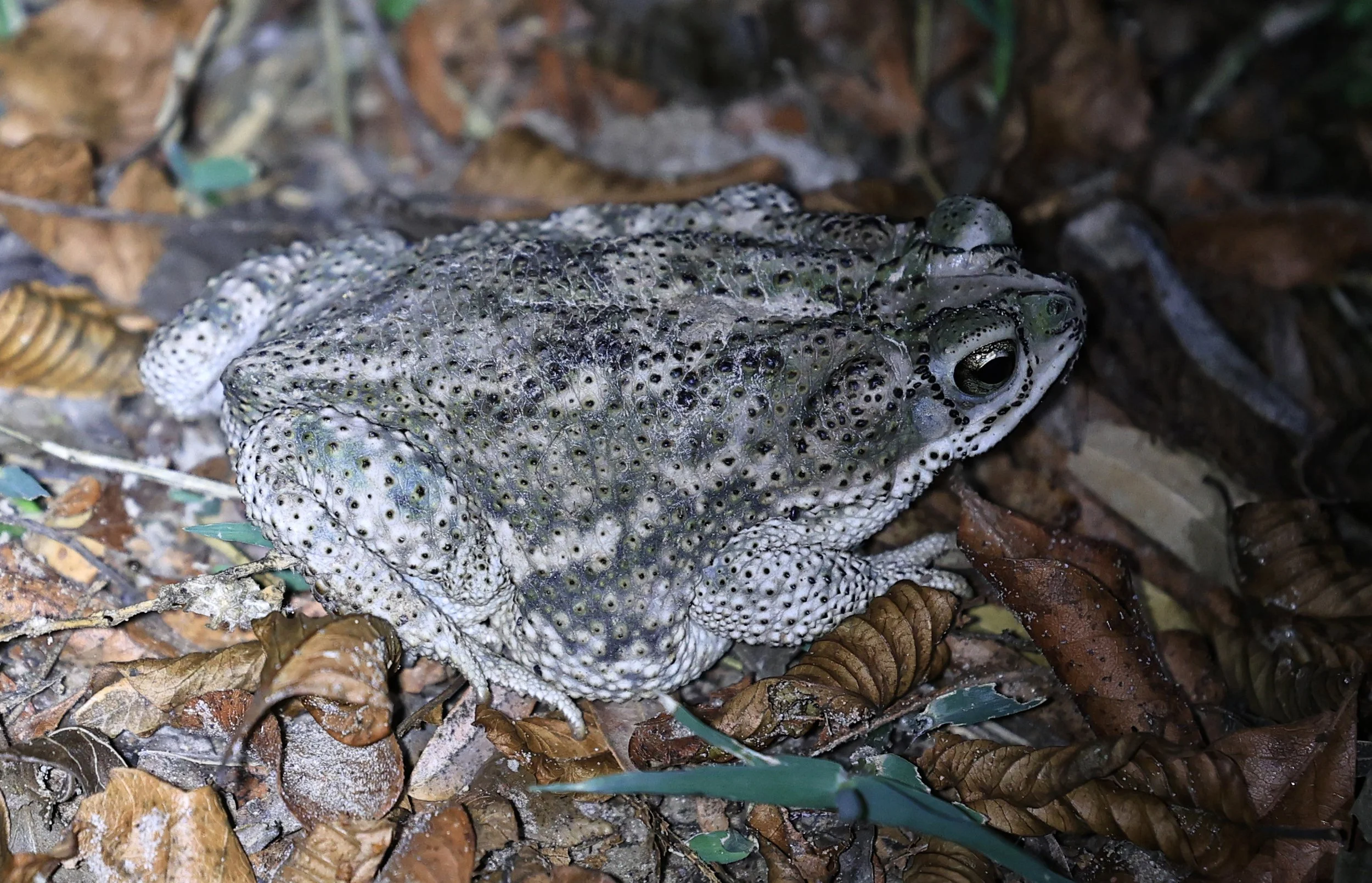 Chaco Granulated Toad (Rhinella major) Aurora Chaquena Mennonite Nature Reserve (31).jpg