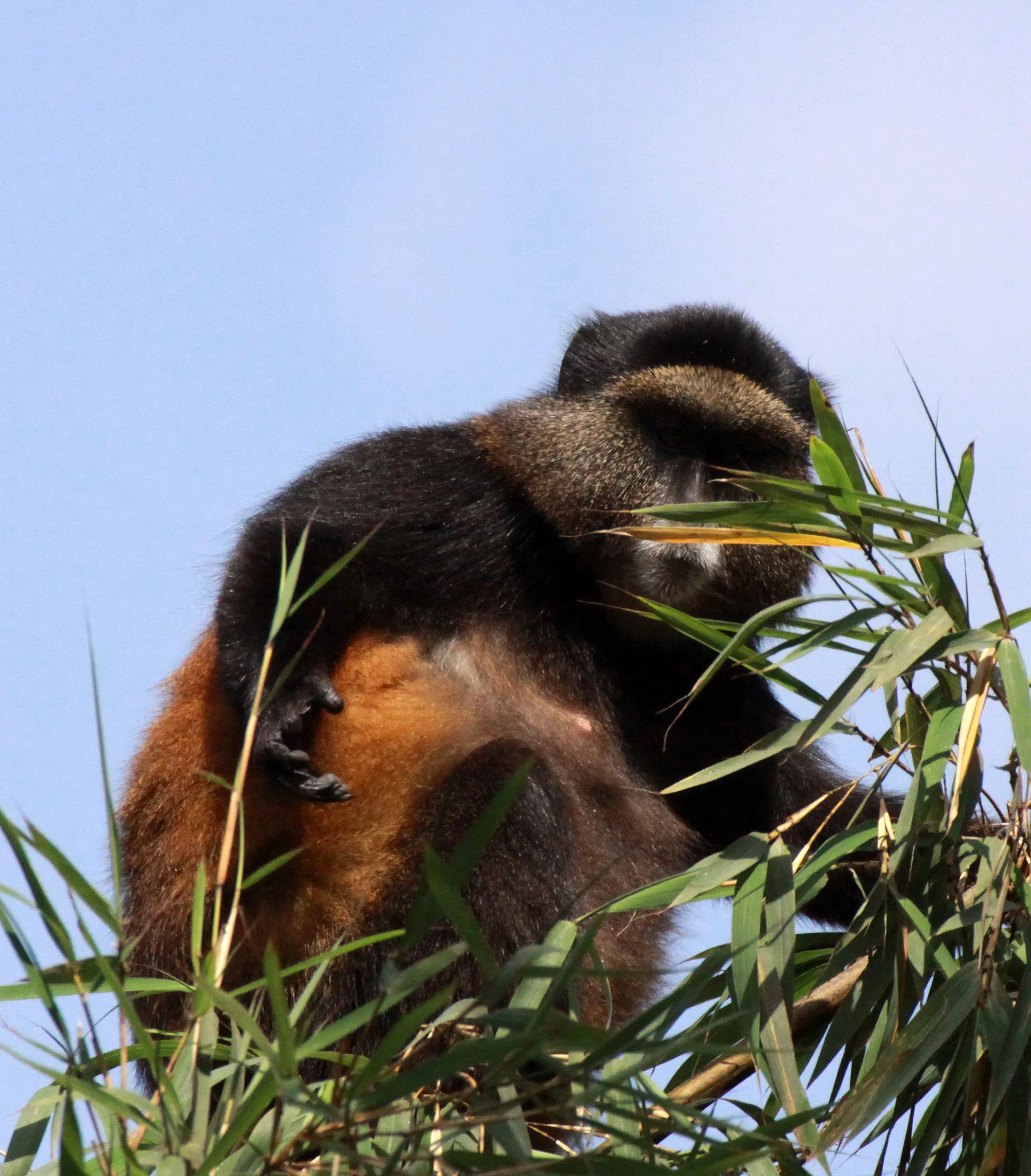 CERCOPITHECIDAE - Cercopithecus kandti - VIRUNGA GOLDEN MONKEY - PARK DU VULCANS RWANDA (342).JPG