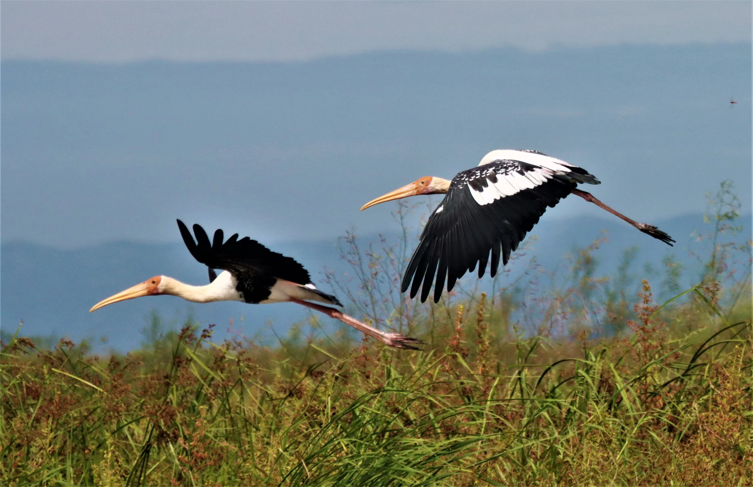STORK - PAINTED STORK - Mycteria leucocephala - BUENG BORAPHET NAKHON SAWAN AUGUST 2021 (61).jpg