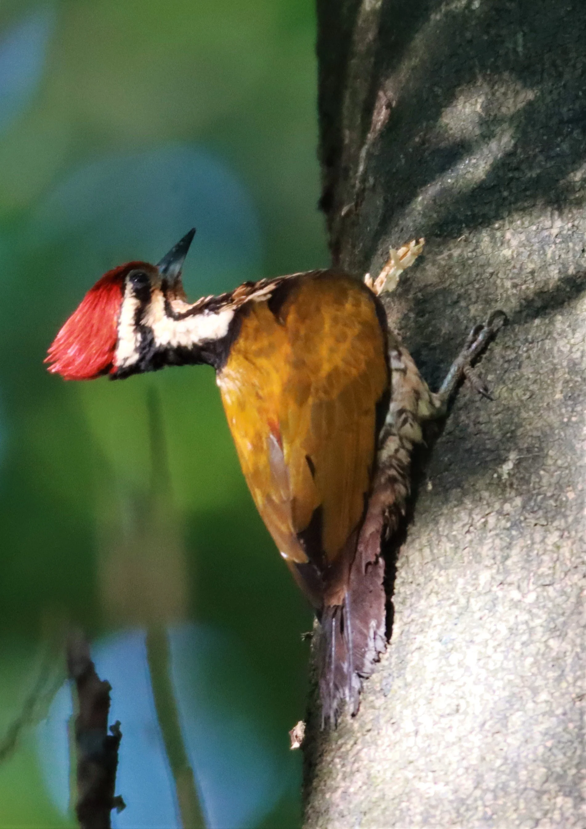 WOODPECKER - COMMON FLAMEBACK - Dinopium javenense - AO PHANG NGA NATIONAL PARK AREA (42).jpg