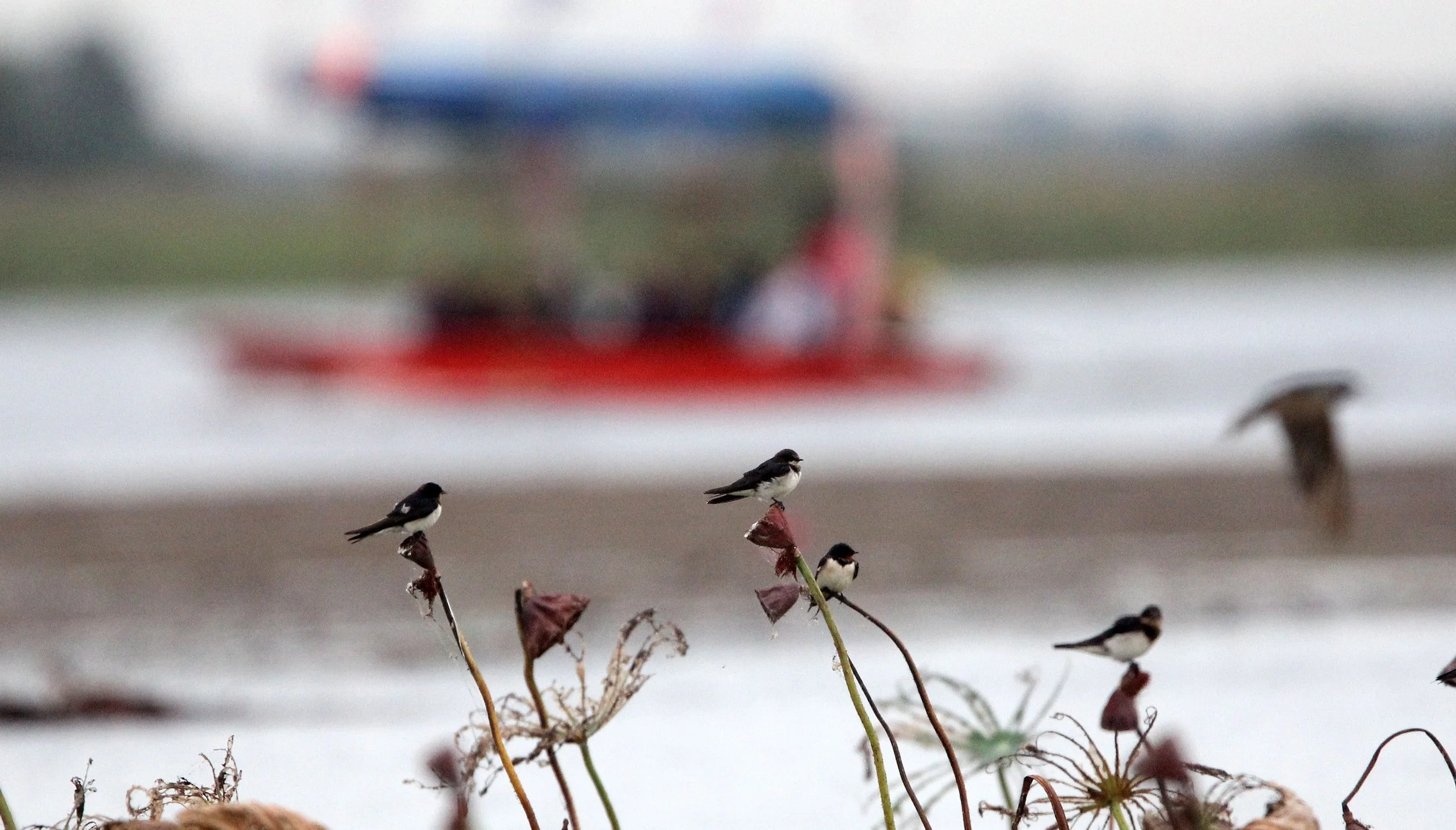 Pacific Swallow (Hirundo tahitica) Red Lotus Sea Nong Kai Thailand.JPG
