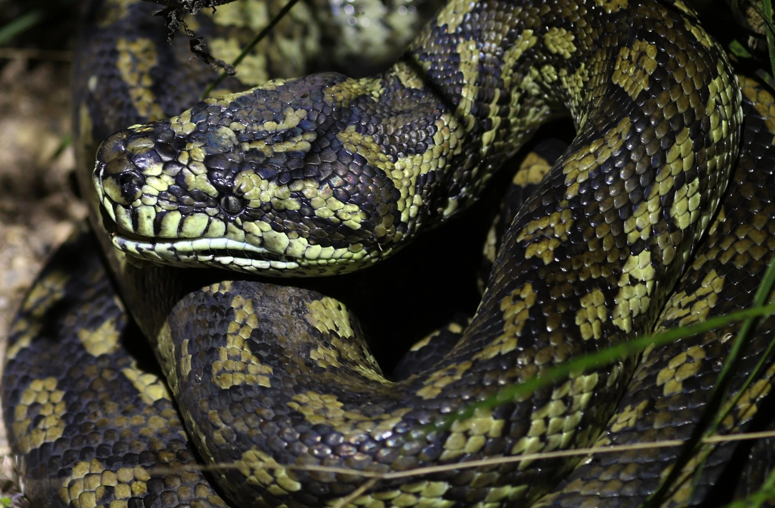 Carpet Python (Morelia spilota) Mount Hypipamee Crater NP & Vicinity - Queensland (2).jpg
