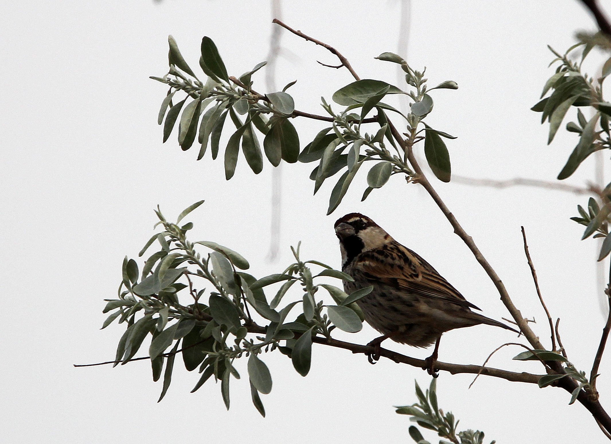 Spanish Sparrow (Passer hispaniolensis) Turpan Xinjiang China (4).JPG