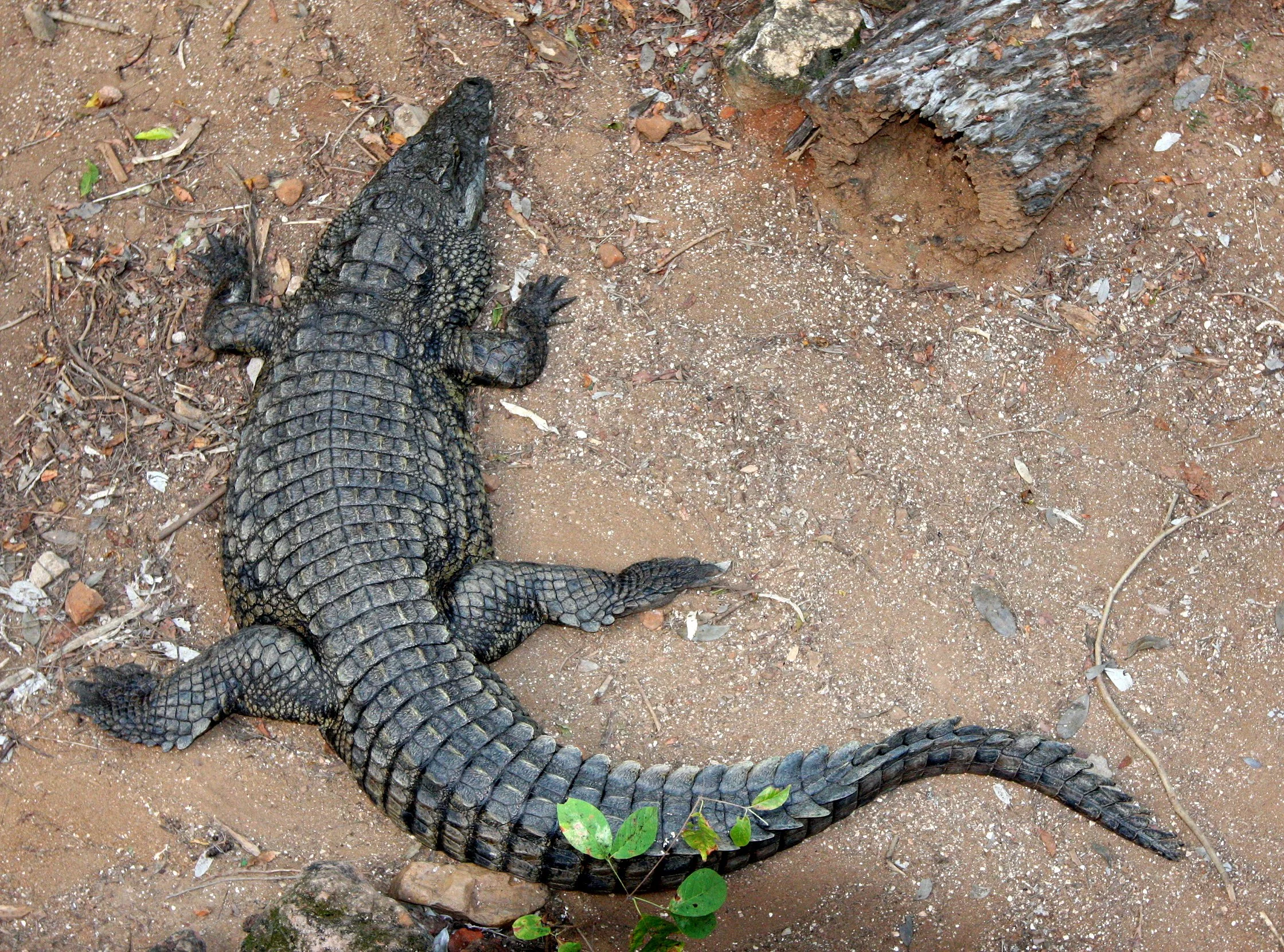 Crocodylus niloticus - NILE CROCODILE - BERENTY RESERVE MADAGASCAR (2).JPG