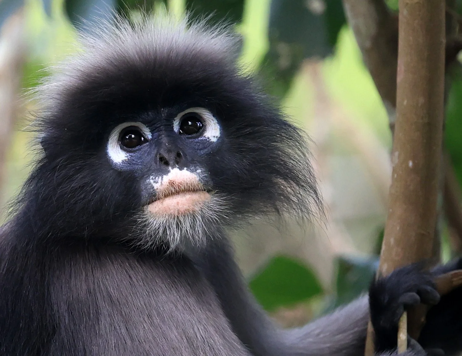 Dusky Langur (Spectacled) Leaf Monkey (Trachypithecus obscurus) Kaeng Krachan National Park ESS Expedition 2026 (68).jpg
