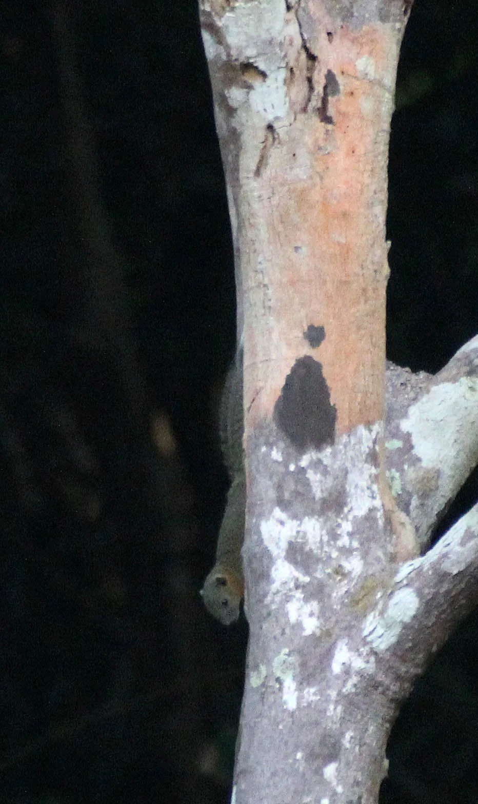 Callosciurus caniceps -  SIMILAN ISLANDS FEB 8-13, 2015 THAILAND (355).JPG