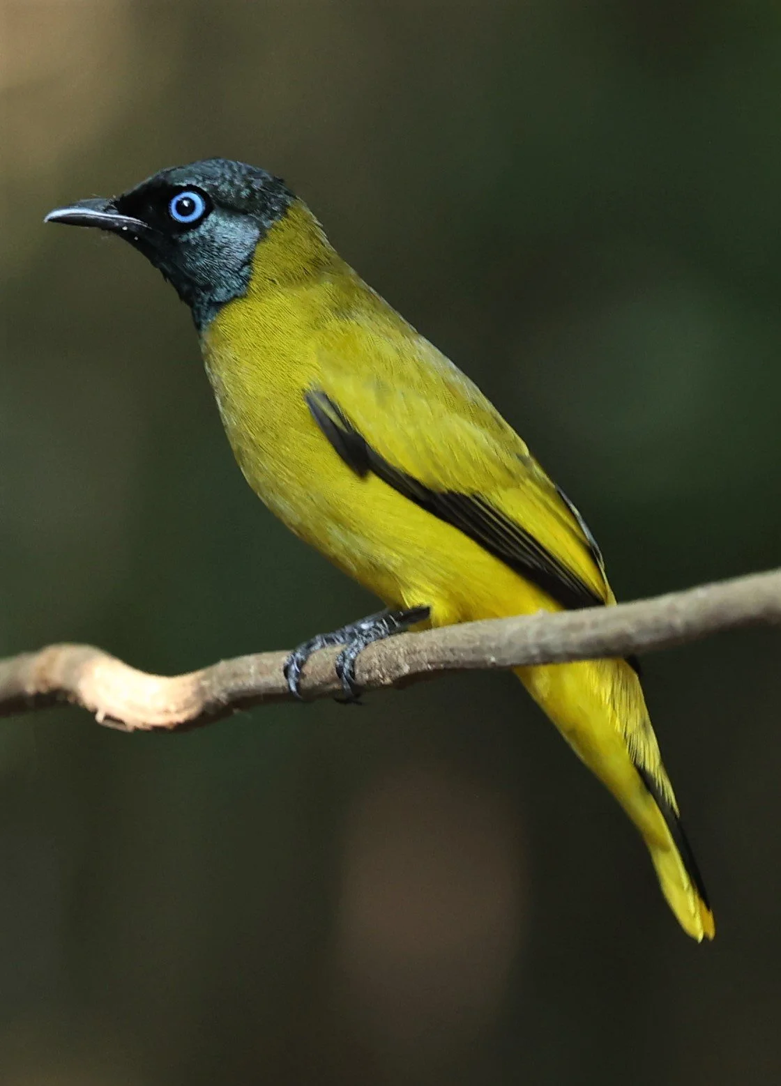 Black-headed Bulbul (Pycnonotus atriceps)