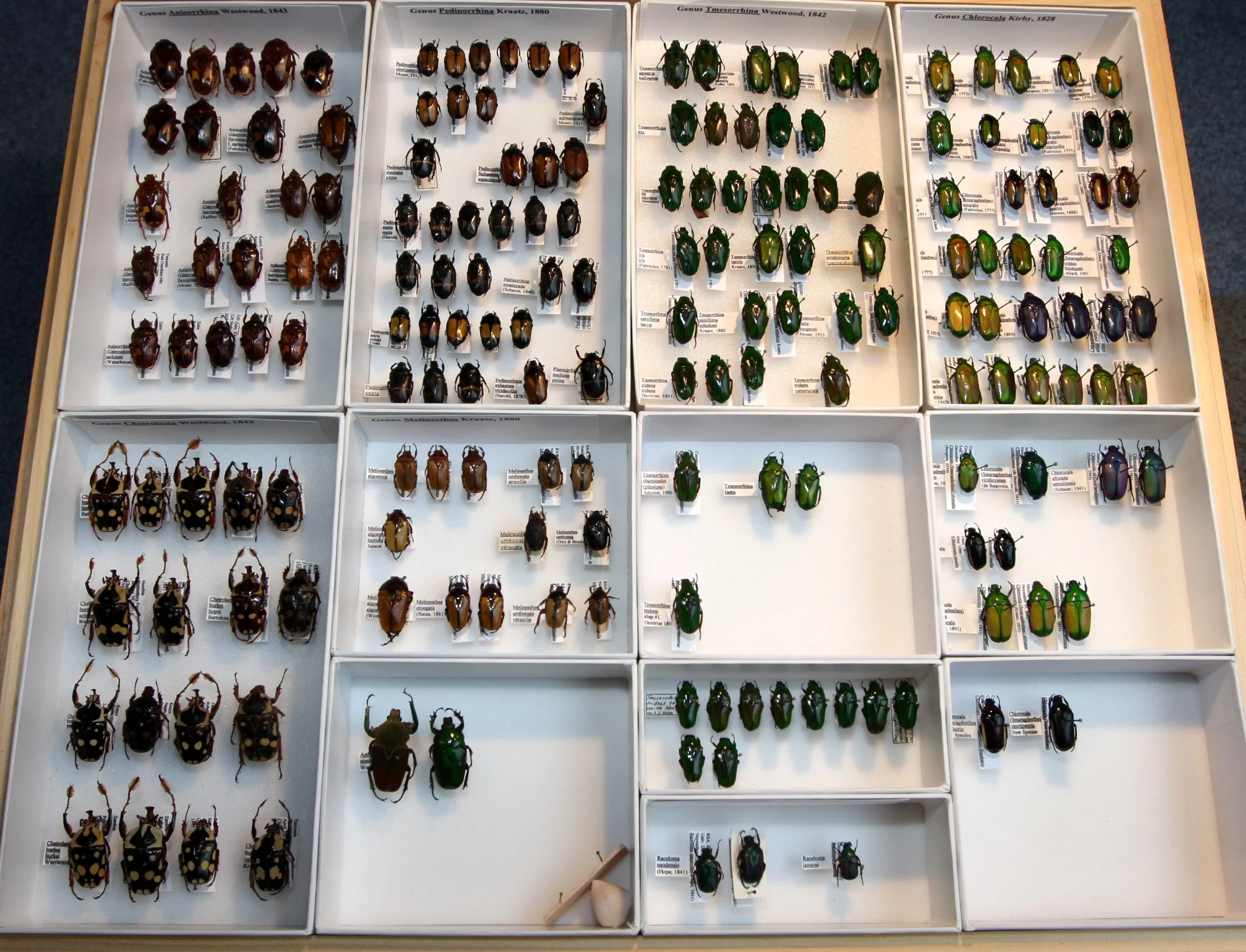 Cetoniinae 19 – Goliathini – misc African species.JPG