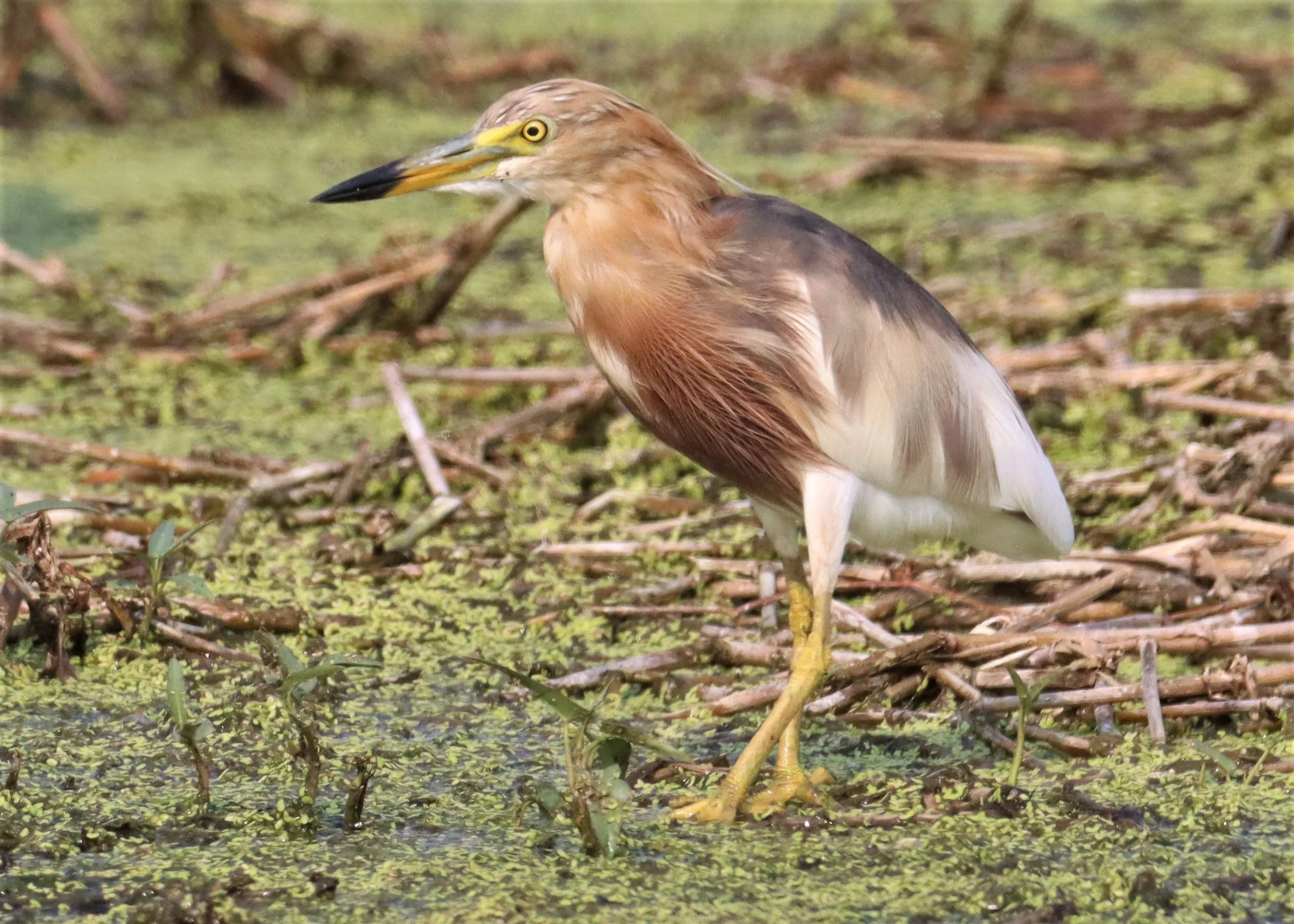 HERON - JAVAN POND HERON - Ardeola speciosa - LAT KRABANG WETLANDS NEAR BKK (4).jpg