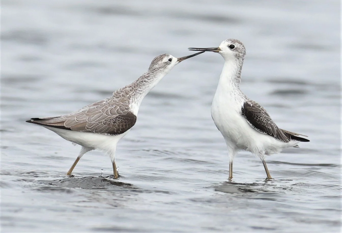 SANDPIPER - MARSH SANDPIPER - Tringa stagnalis - BANG PAKONG SALT PANS CHACHOENGSAO WEST OF RIVER 14 NOV 2021 (10).jpg