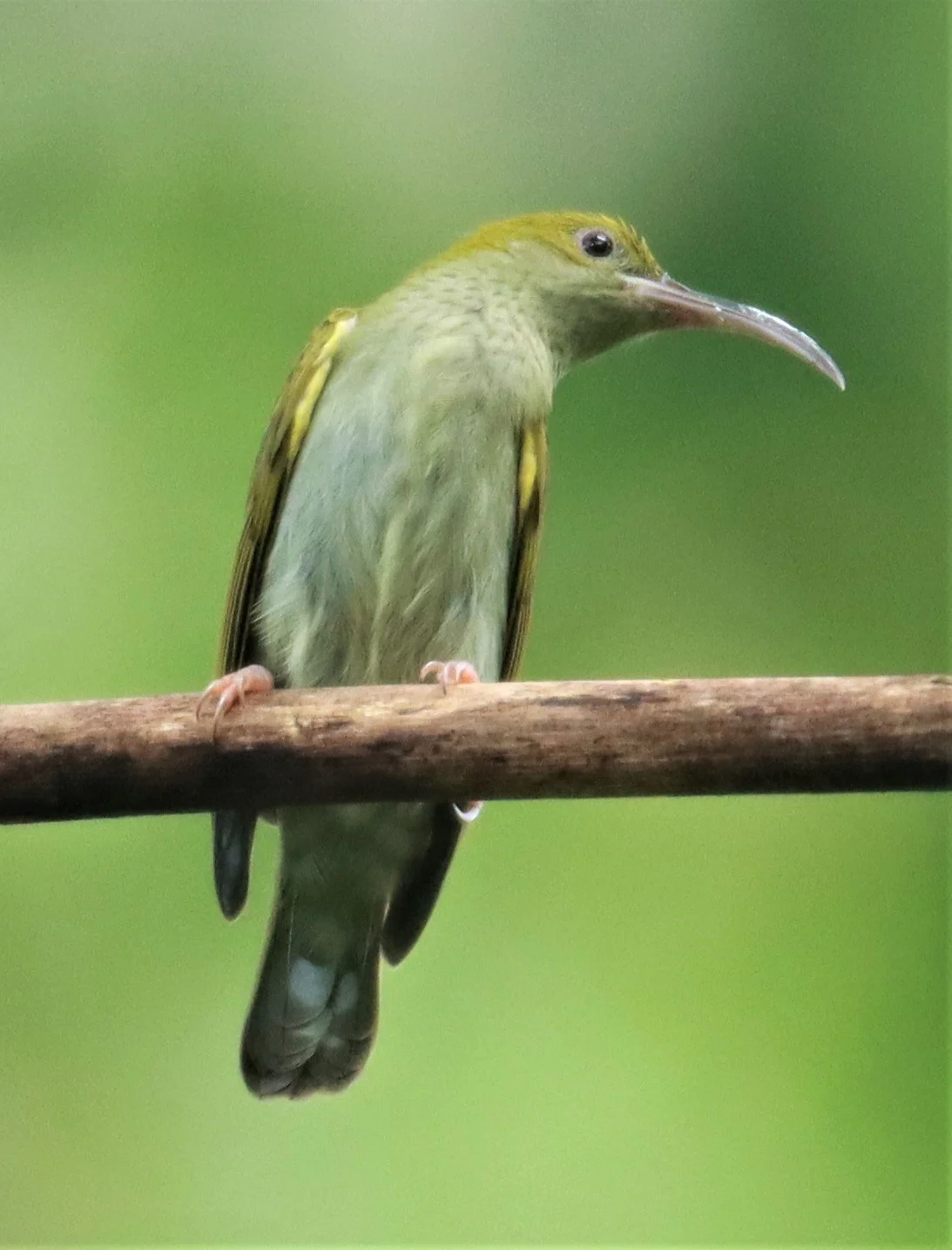 SPIDERHUNTER - GREY-BREASTED SPIDERHUNTER - Arachnothera modesta - KHAO SOK SURAT THANI (16).jpg