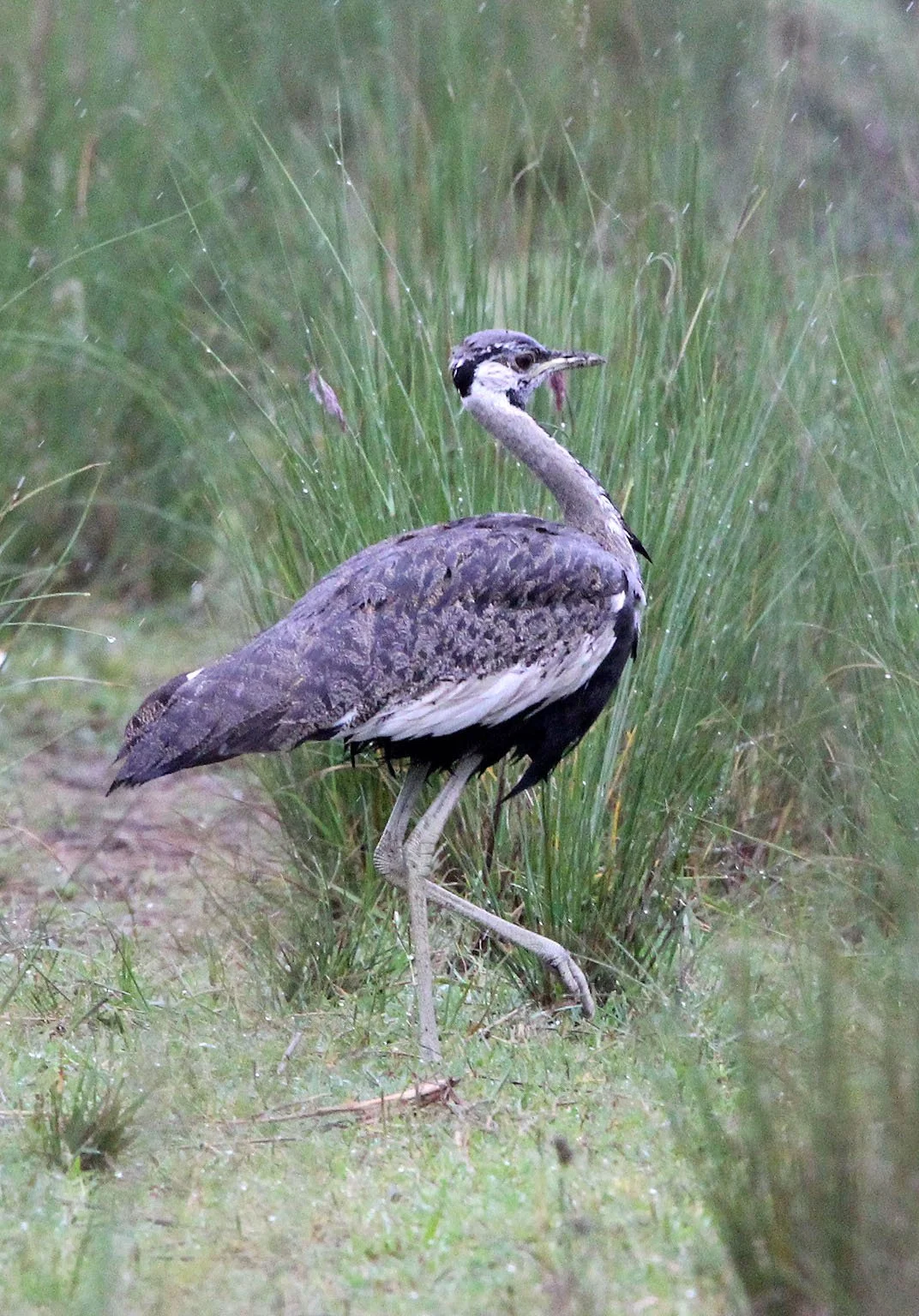 Black-bellied Bustard (Lissotis melanogaster) Senkele Sanctuary, Ethiopia (6).JPG