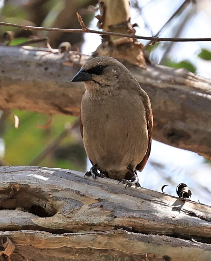 Greyish Baywing ((Agelaioides badius) Hotel Campestre Iparoma Paraguay  (2).jpg