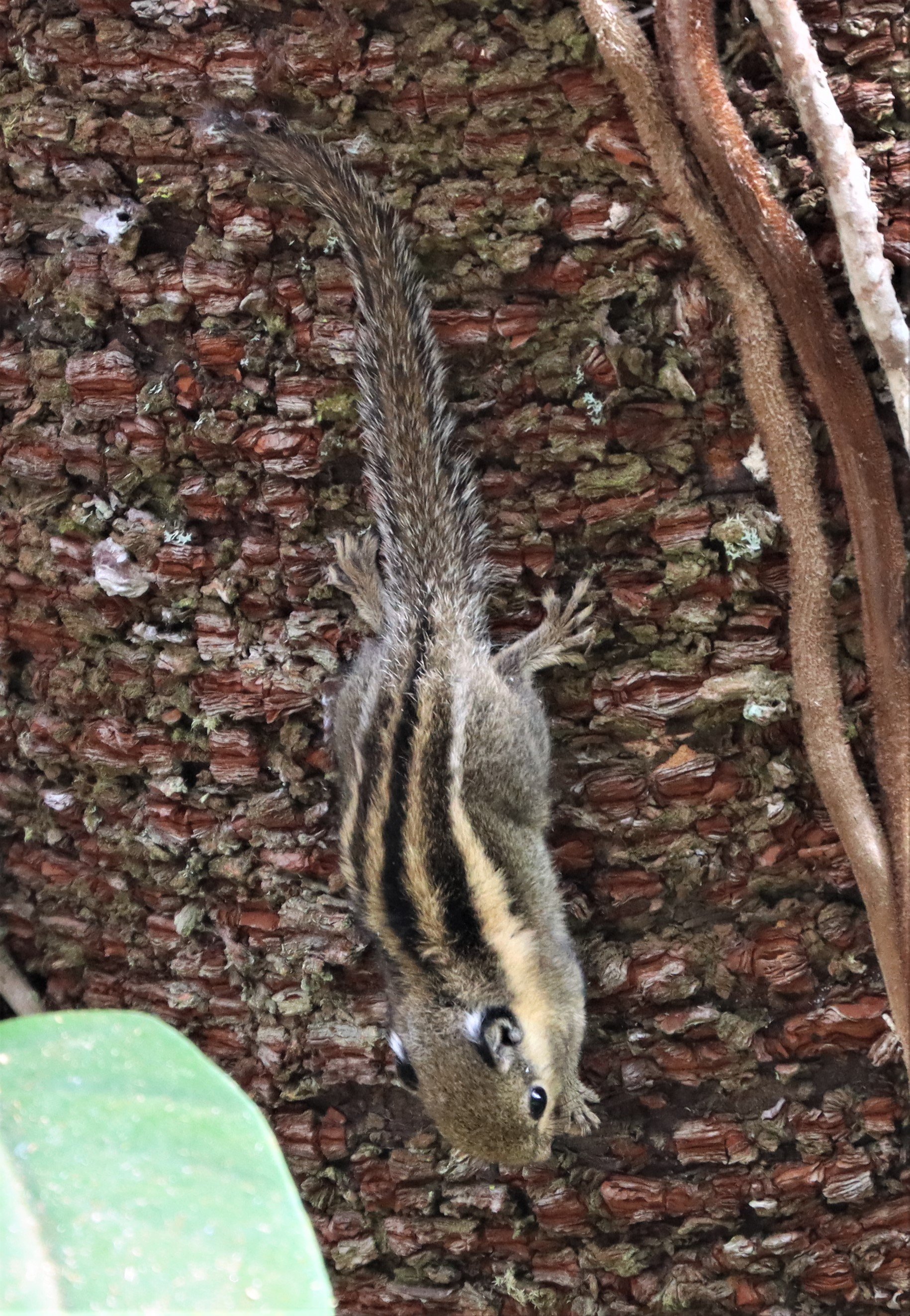 Tamiops mcclellandii - WESTERN OPR HIMALYAN STRIPED SQUIRREL - DOI INTHANON LOWER ELEVATIONS (11).jpg
