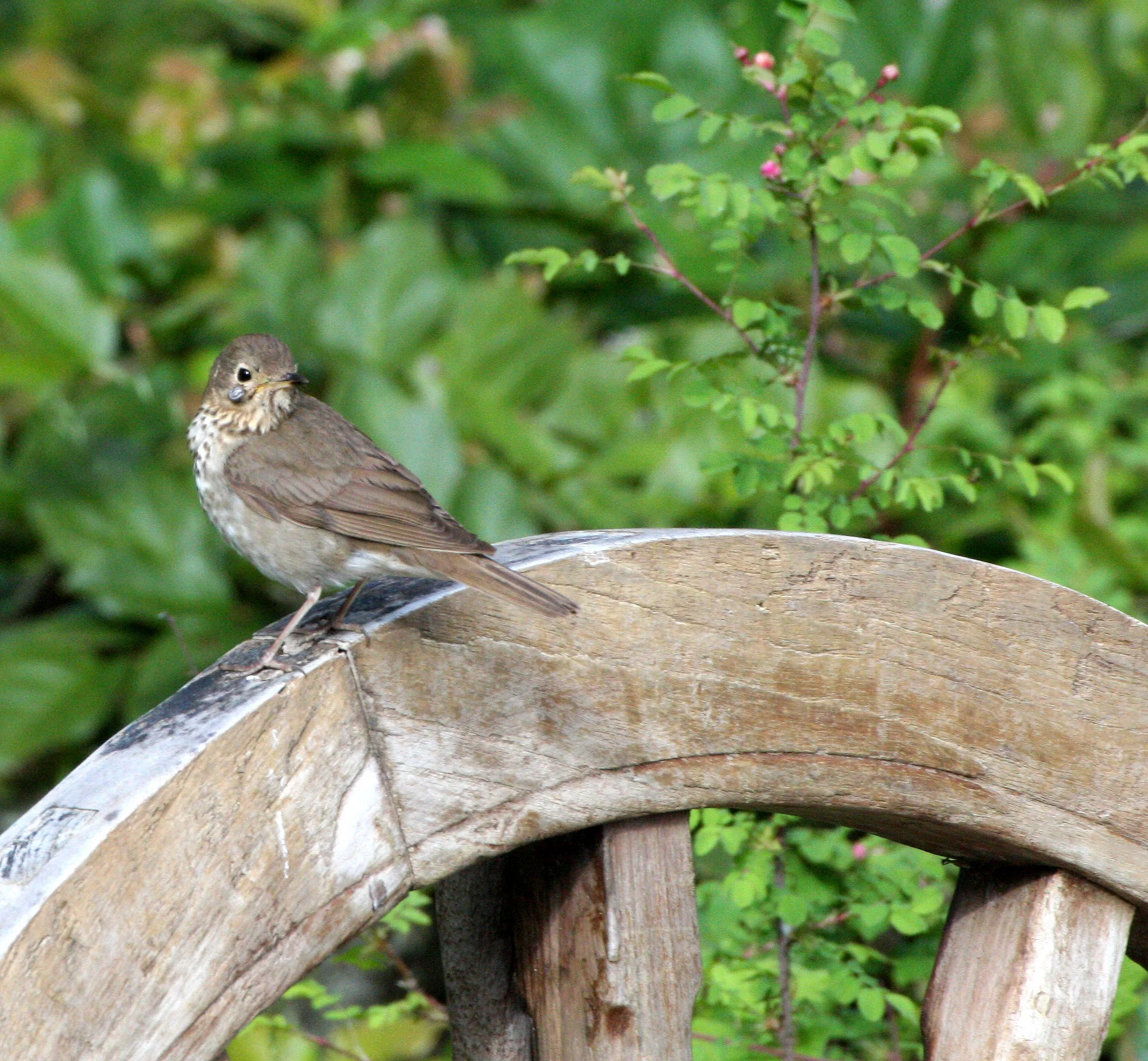 BIRD - THRUSH - SWAINSON'S THRUSH - LAKE FARM TRAILS.JPG