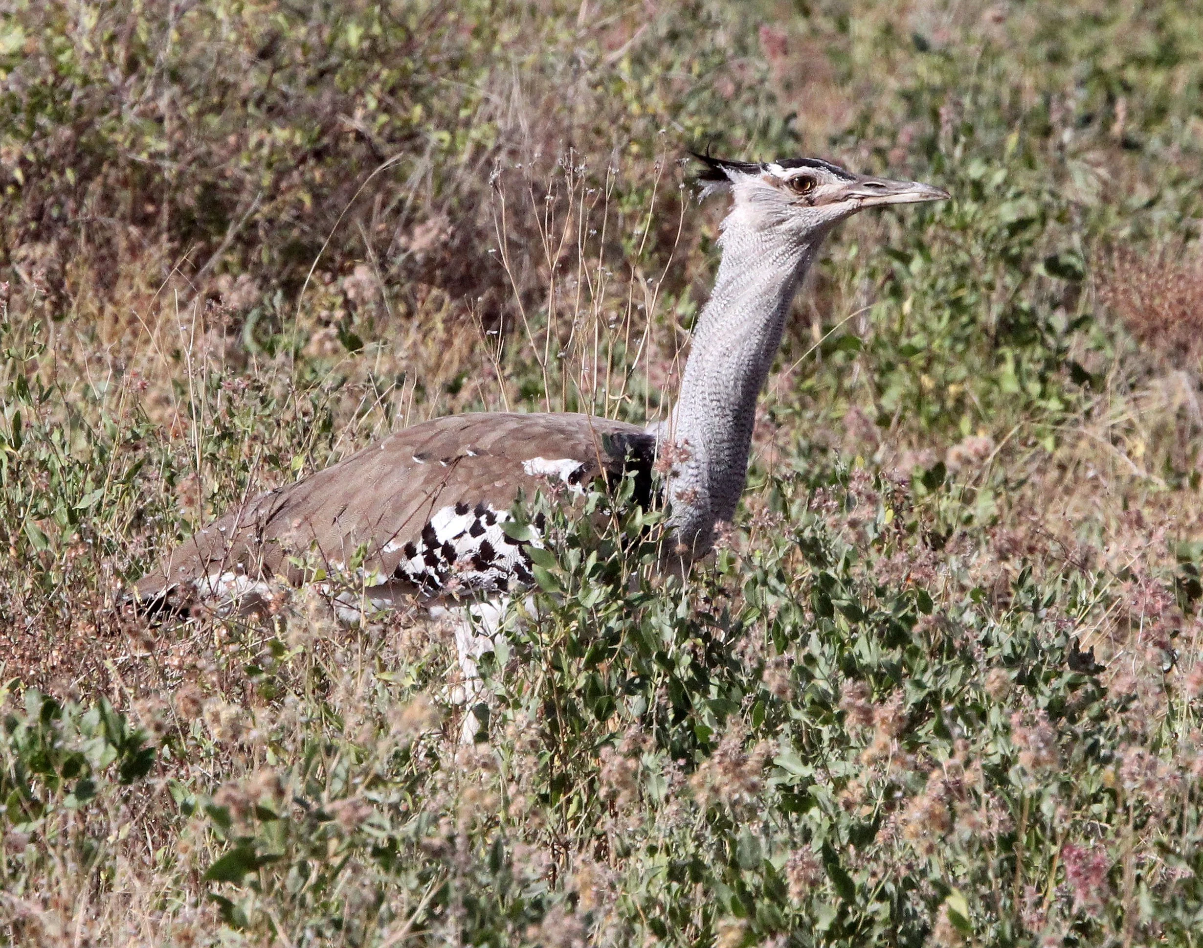 Kori bustard (Ardeotis kori) Samburu NP, Kenya (9).JPG