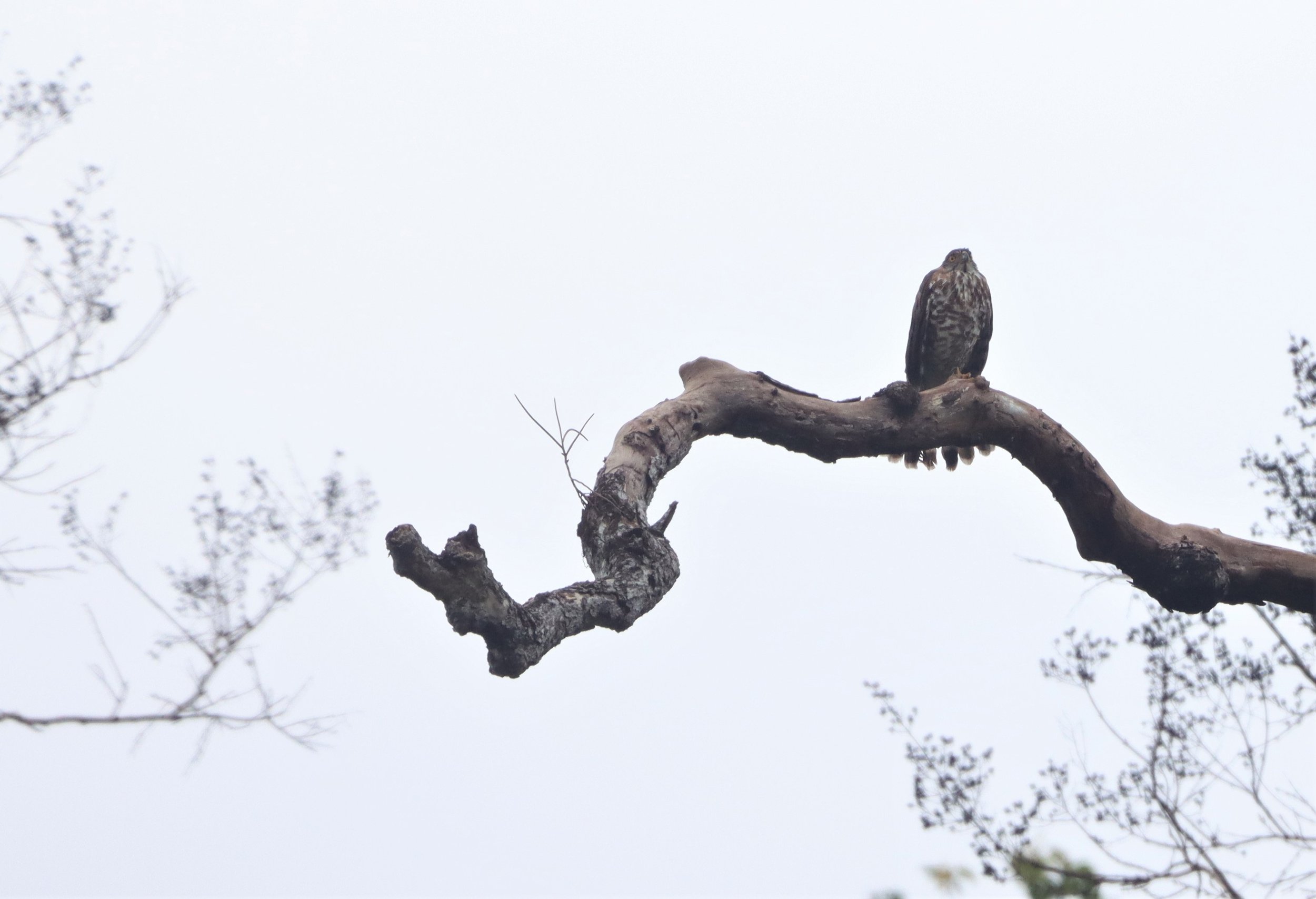 GOSHAWK - CRESTED GOSHAWK - Accipiter trivirgatus - KAENG KRACHAN NP (4).jpg