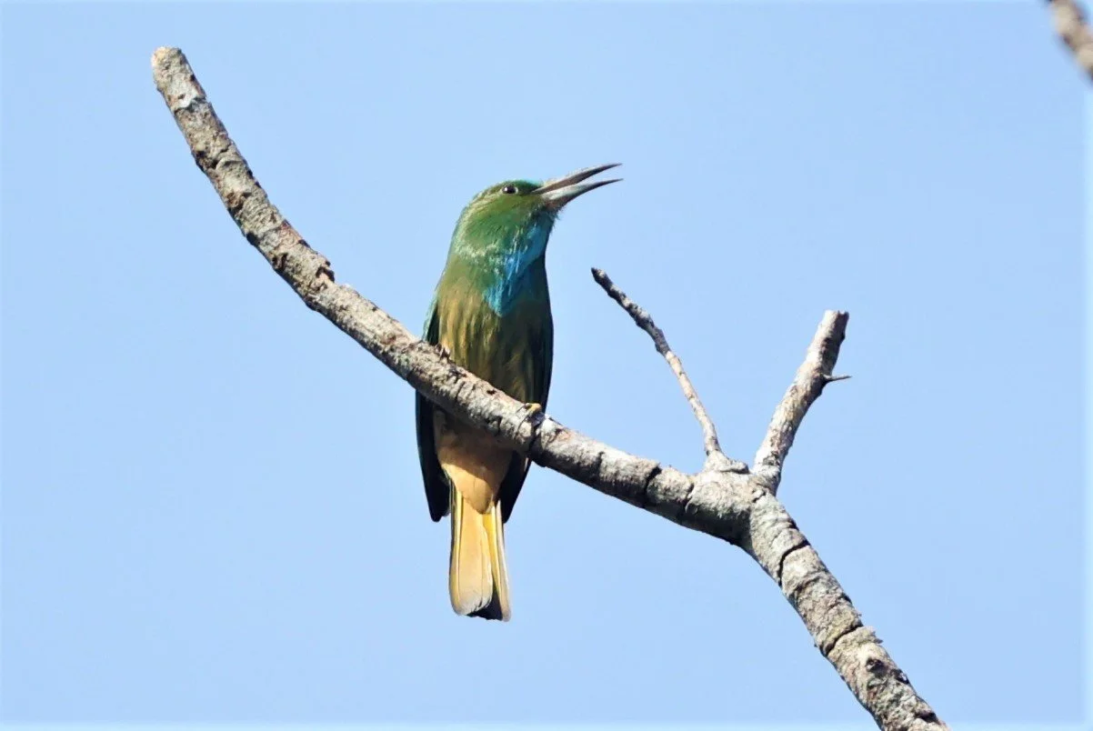 BEE-EATER - BLUE-BEARDED BEE-EATER - Nyctyornis amictus - KAENG KRACHAN NATIONAL PARK 16 OCT 2021 (14).jpg