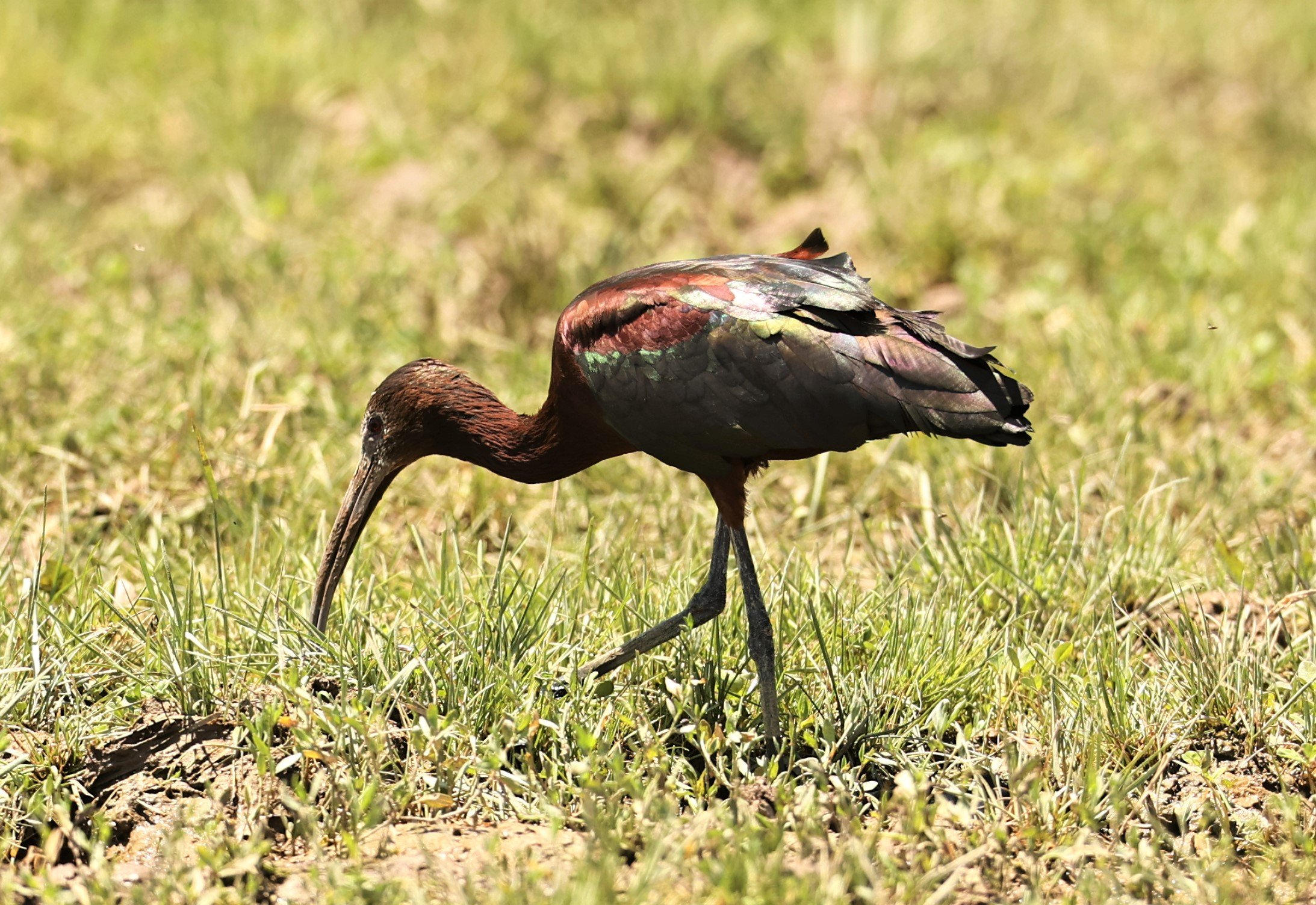 Plegadis chihi - WHITE-FACED IBIS - SOUTH CENTRAL IDAHO MIDDLE OF NOWHERE (13).jpg