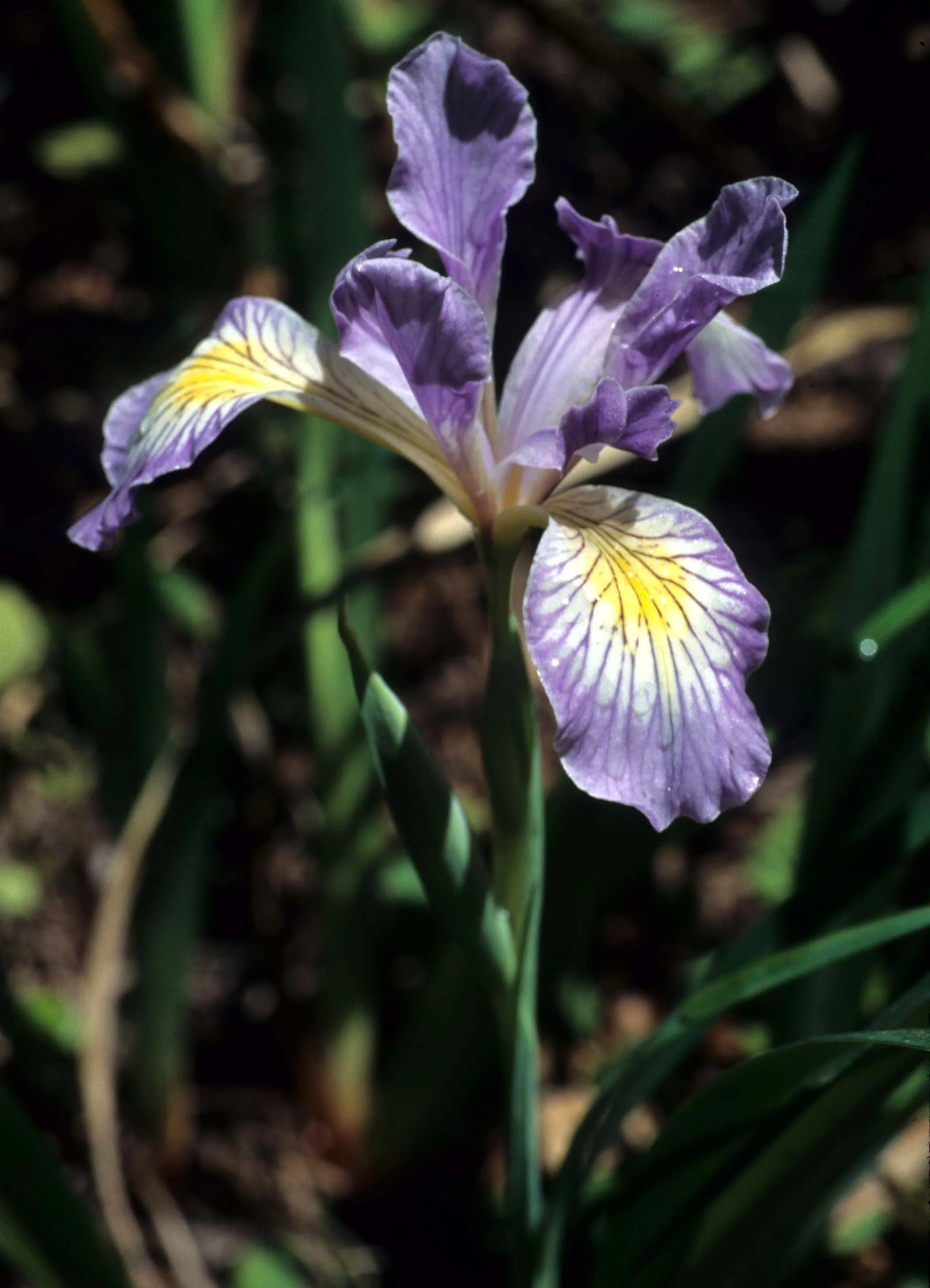 CALIFORNIA - REDWOODS NP - LILIACEAE - IRIS DOUGLASII (2).jpg