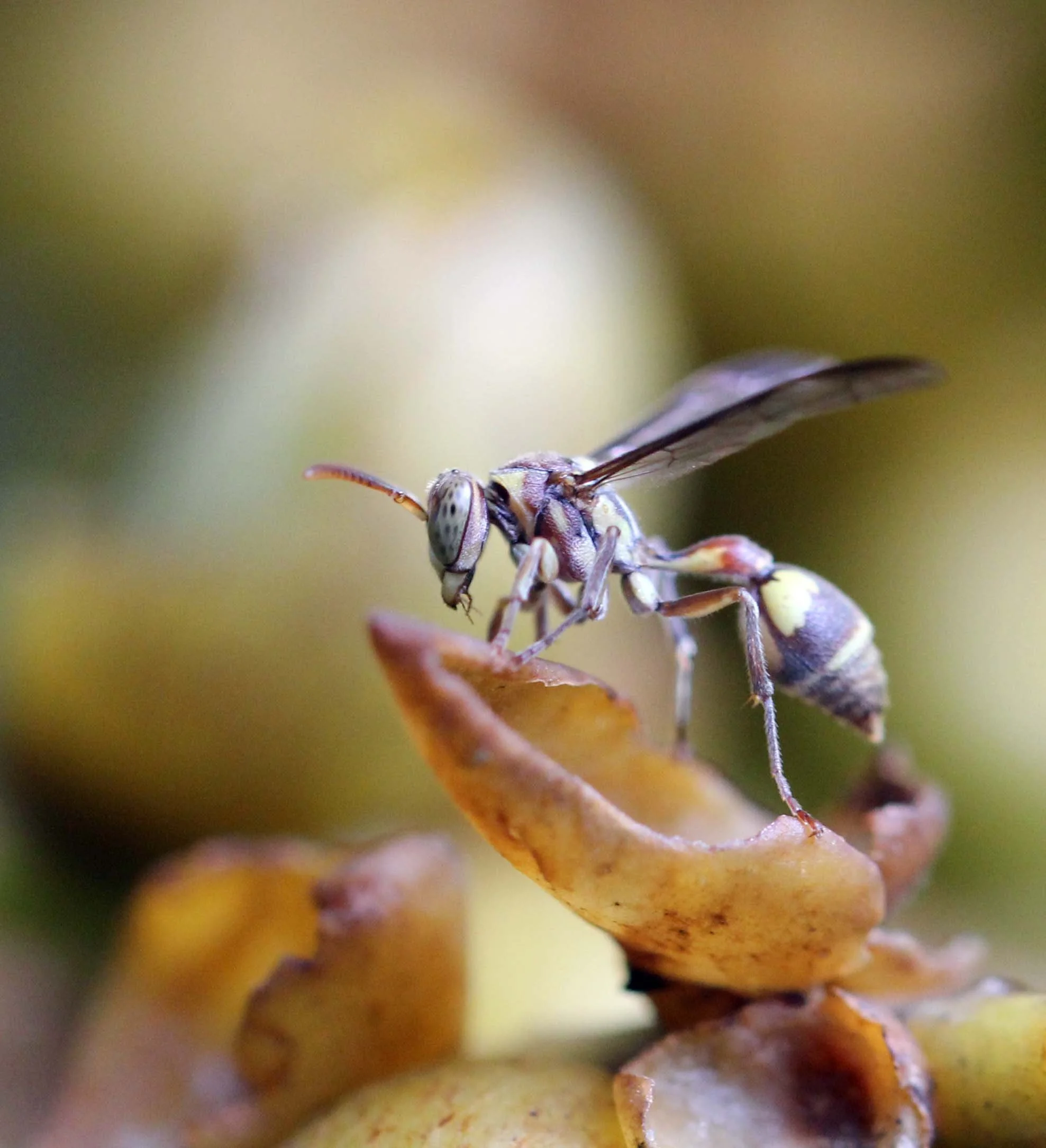 2013 in Nakhonsithammarat and some Krabi with Family (44).JPG