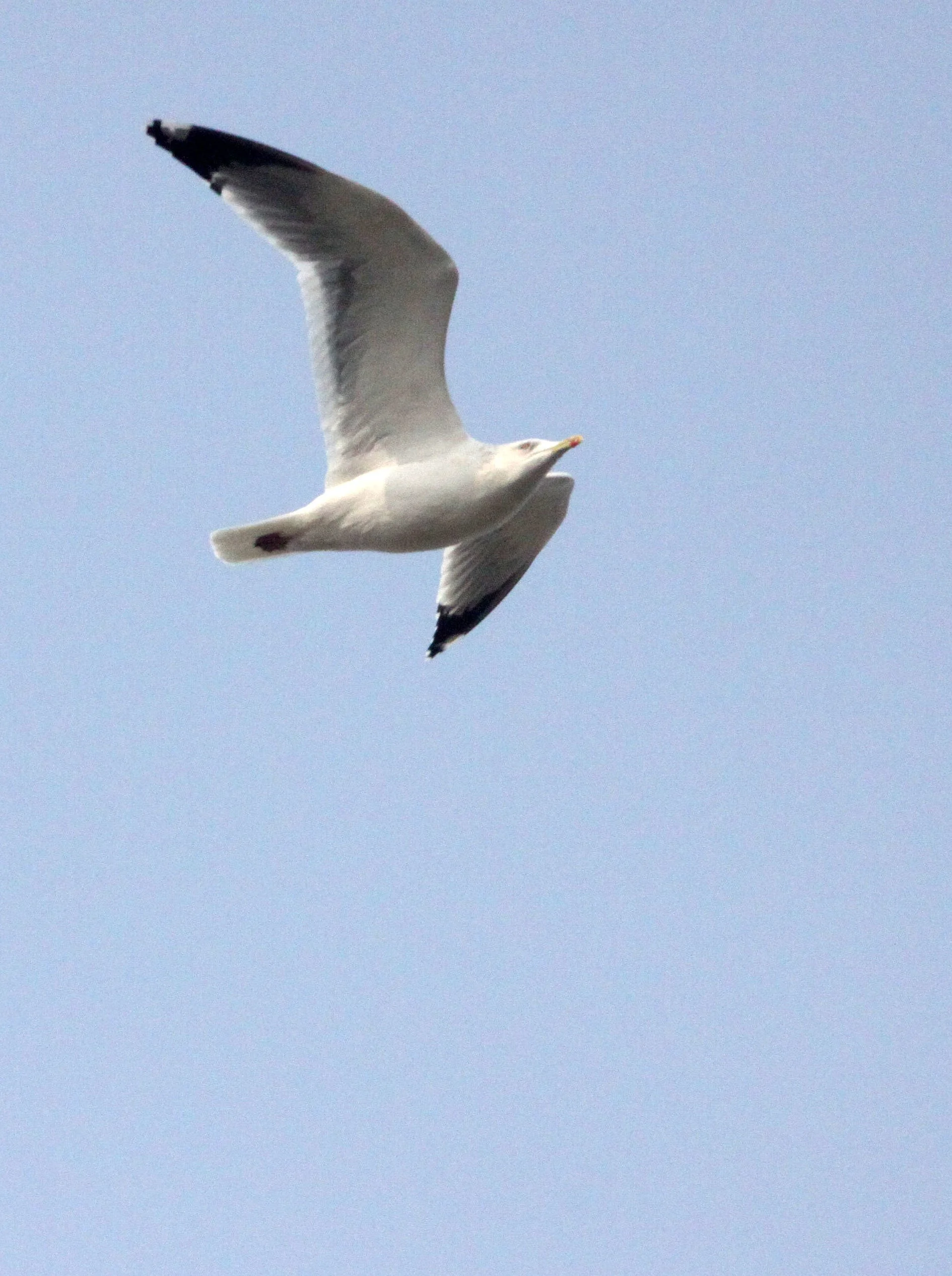 BIRD - GULL - MONGOLIAN GULL - LARUS MONGOLICUS - NANJI HILL RESERVE - POYANG LAKE, JIANGXI PROVINCE, CHINA (10).JPG
