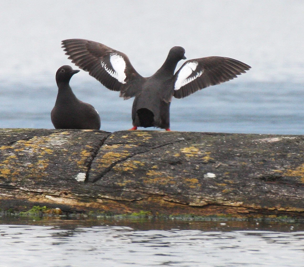 Cepphus columba adiantus - PIGEON GUILLEMOT - PORT ANGELES HARBOR WA (20).JPG
