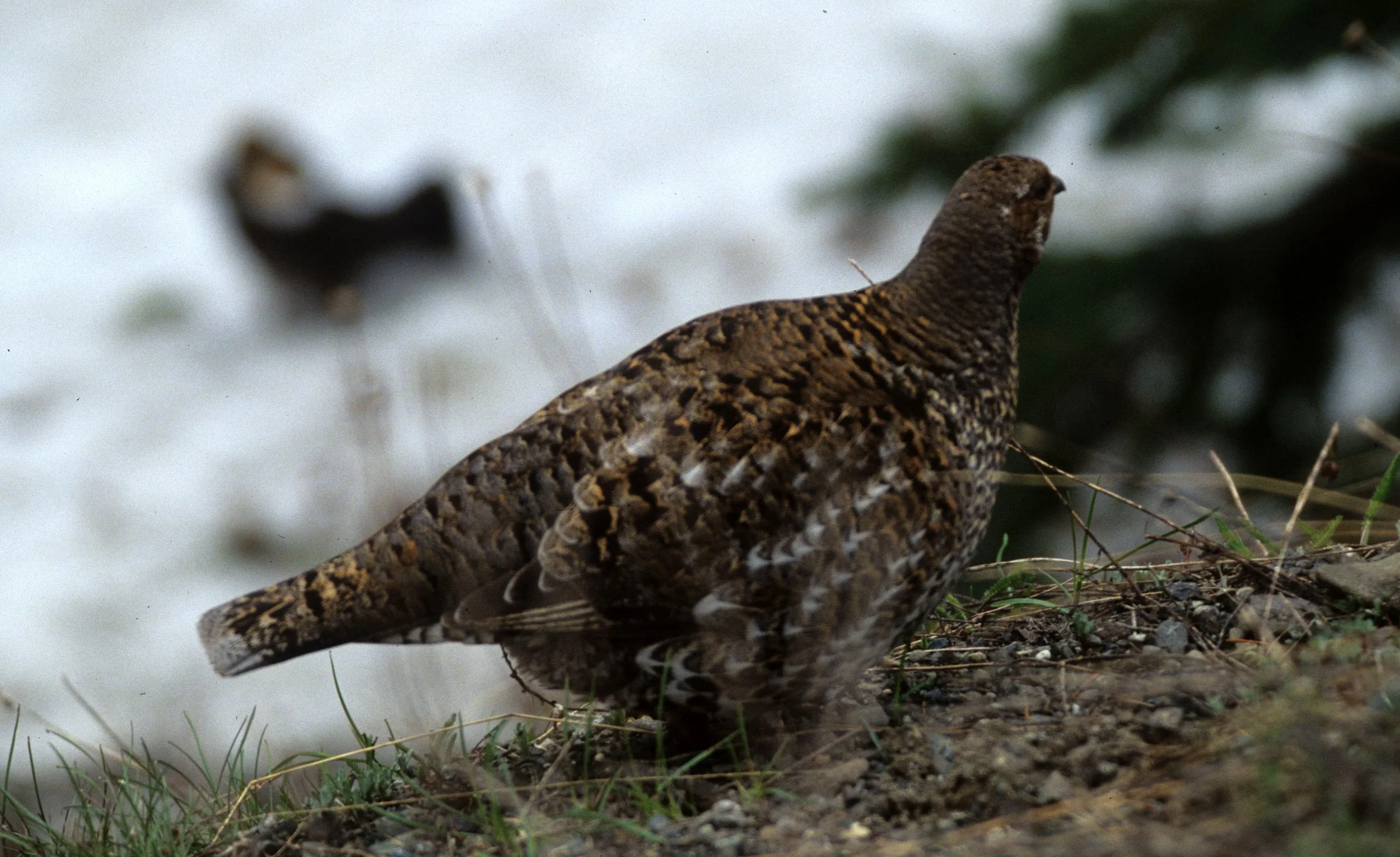 BIRD - GROUSE - BLUE - RIDGE ROAD A.jpg