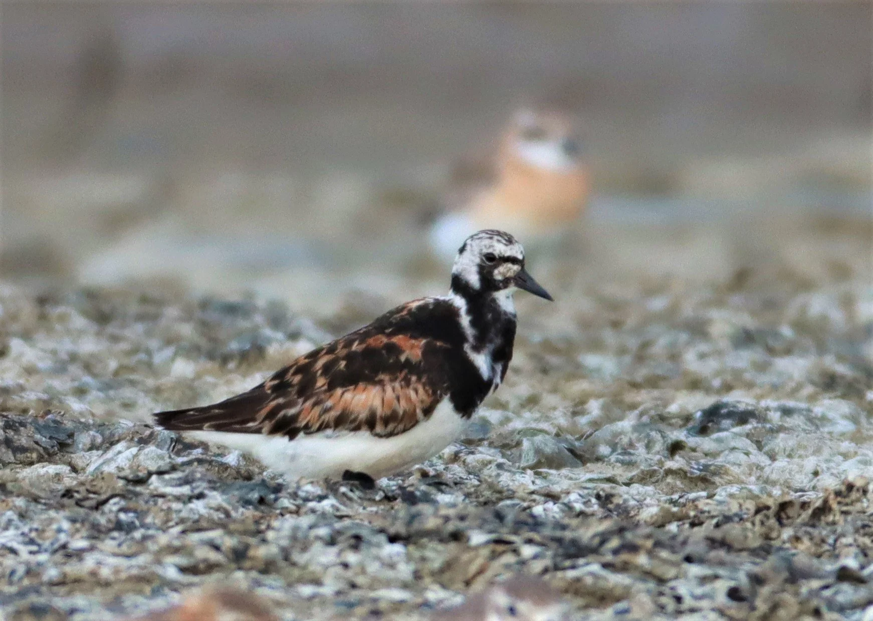 TURNSTONE - RUDDY TURNSTONE - Arenaria interpres - Salt pans west of Bang Pakong River (4).jpg