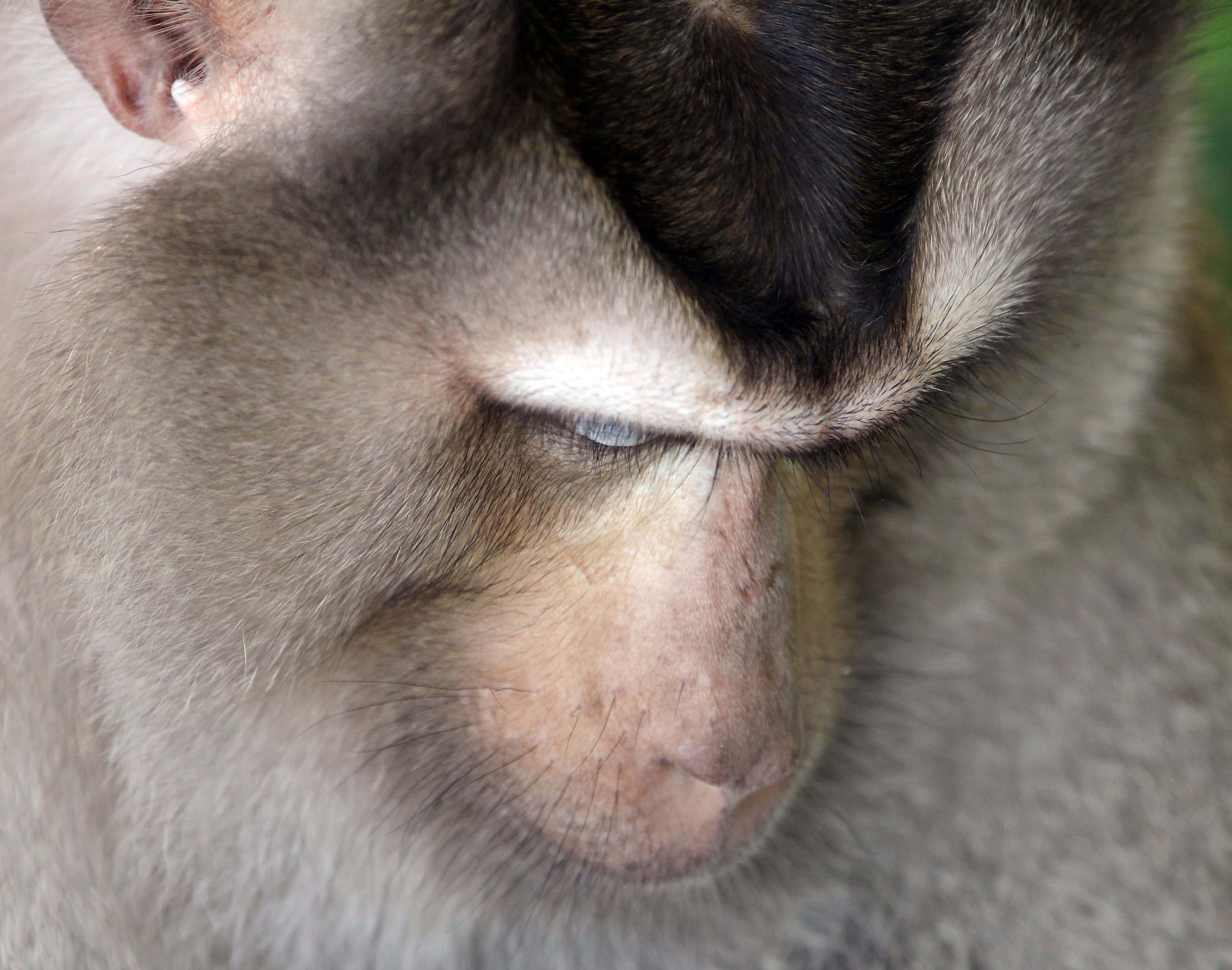 CERCOPITHECIDAE - Macaca leonina - NORTHERN PIG-TAILED MACAQUE - KHAO YAI NATIONAL PARK THAILAND (116).JPG