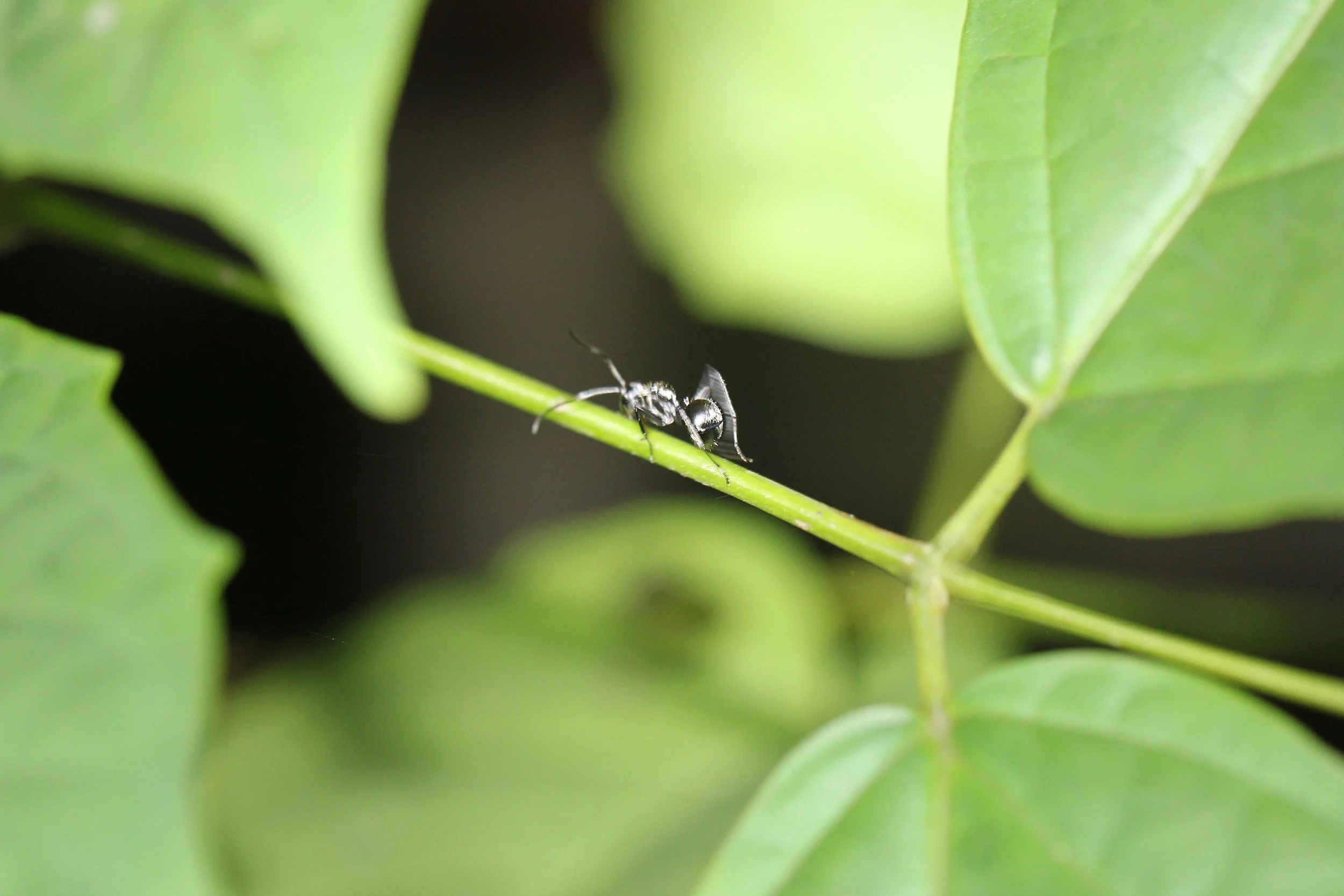 Formicidae Species 4 - Koh Lanta, Thailand