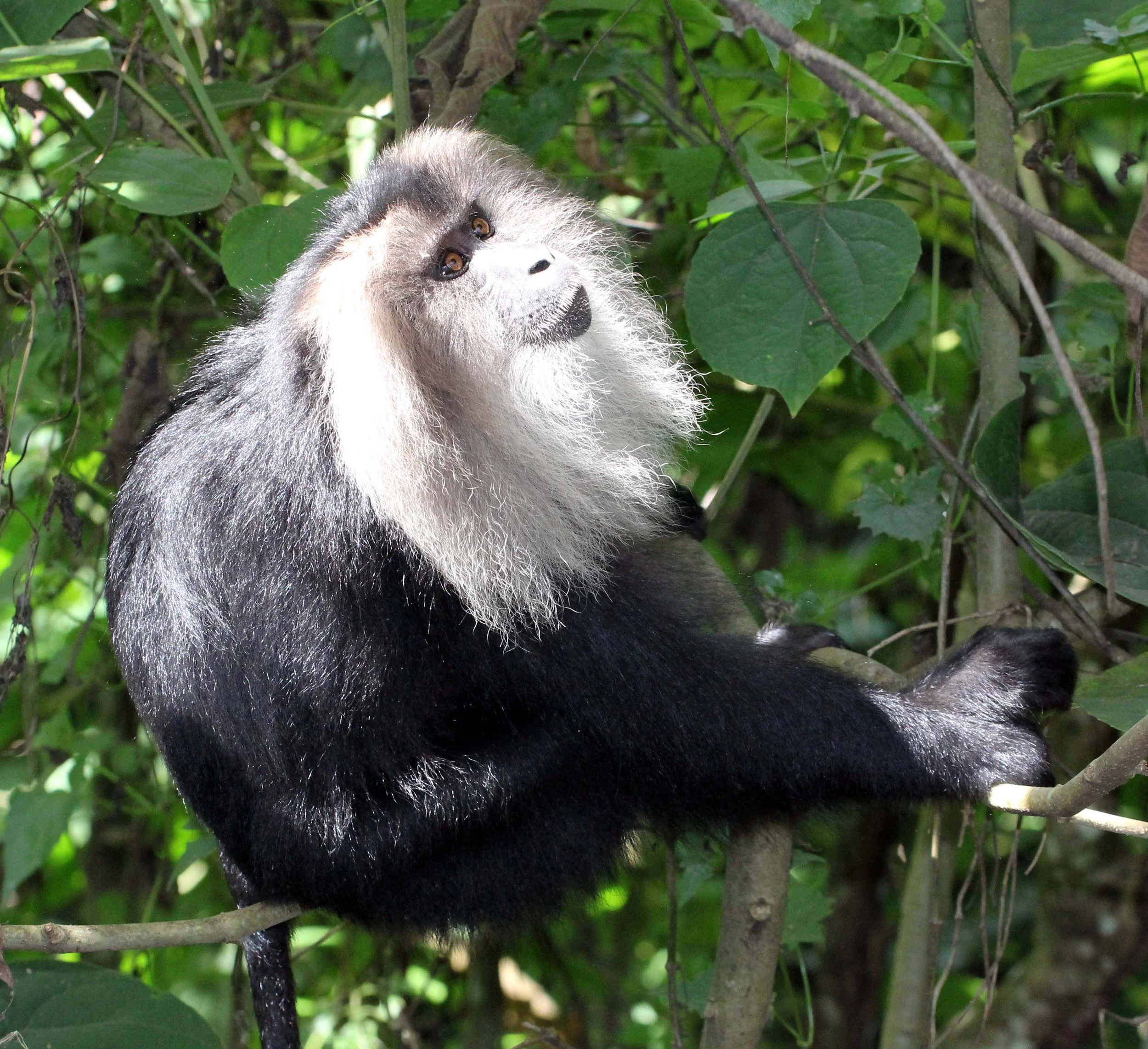 CERCOPITHECIDAE - Macaca silenus -LION-TAILED MACAQUE - VALPARAI TAMIL NADU INDIA - PHOTO BY SOM SMITH (7).JPG