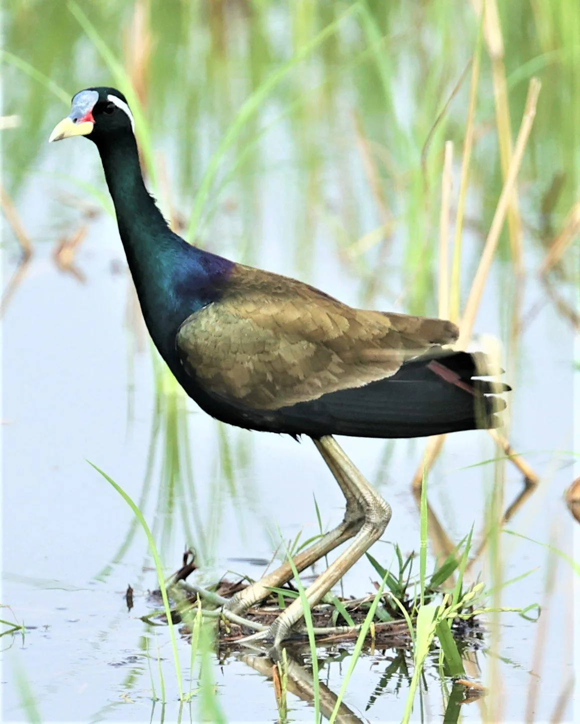 JACANA - BRONZE-WINGED JACANA - Metopidius indicus - PATHUM THANI RICE RESEARCH CENTER MAY 7 2022 (2).jpg