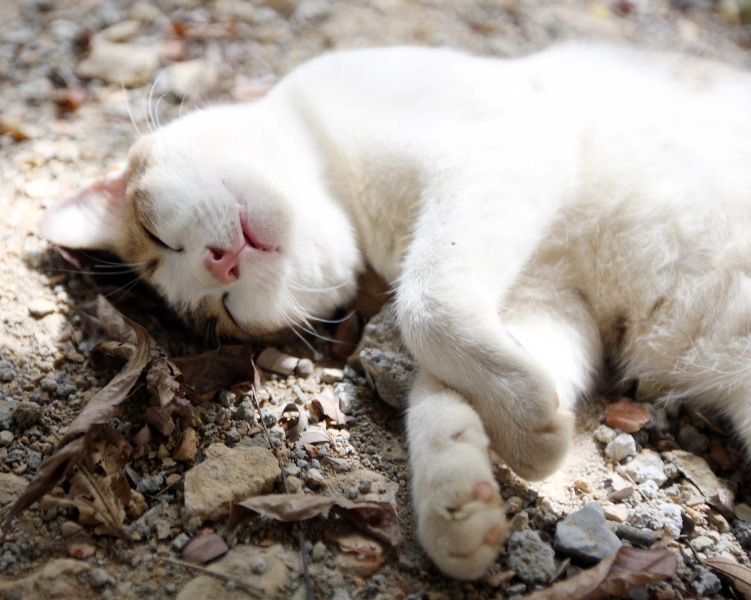 2015 Koh Lanta Songkran with friends from ISB (34).JPG