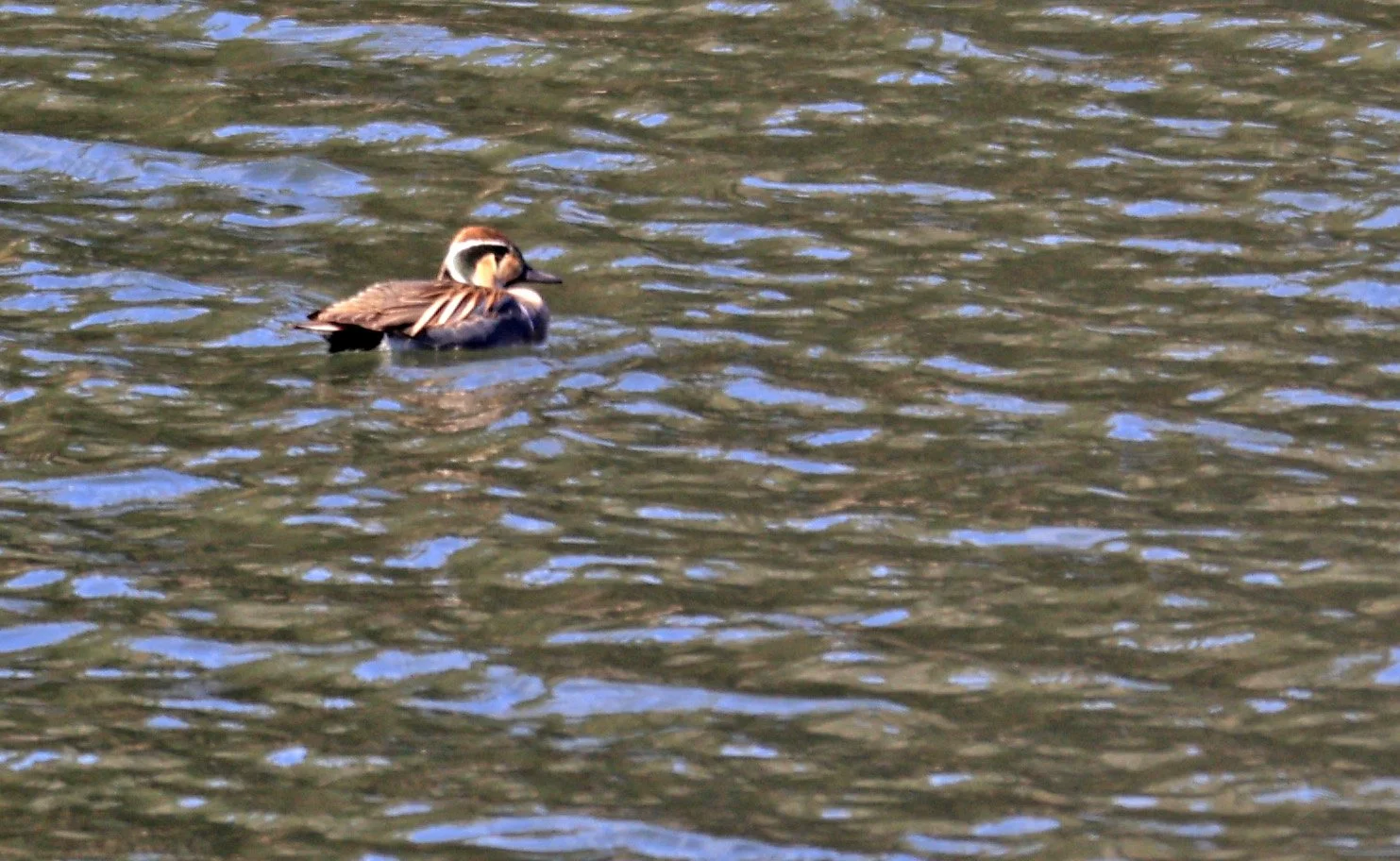 Baikal teal (Sibirionetta formosa) Takagawa Dam Lake, Kagoshima Japan (69).jpg