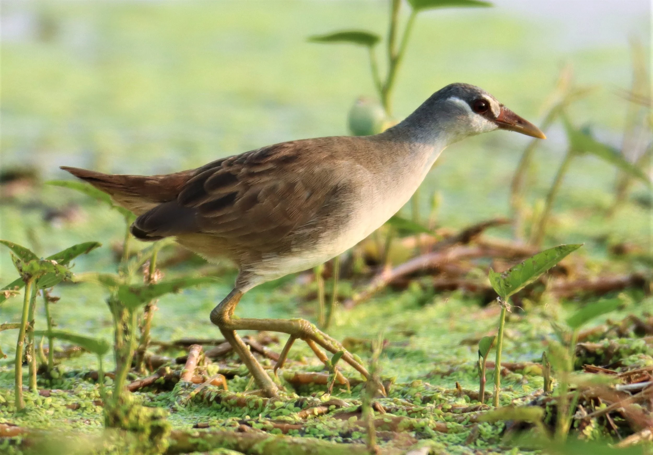 White-browed Crake (Porzana cinerea) Thap Yao Rice Fields Lat Krabang Bangkok (31).jpg