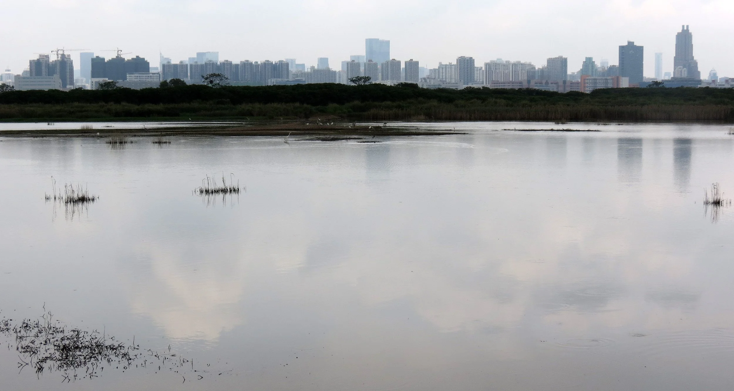 MAI PO WETLANDS HONG KONG (47).JPG