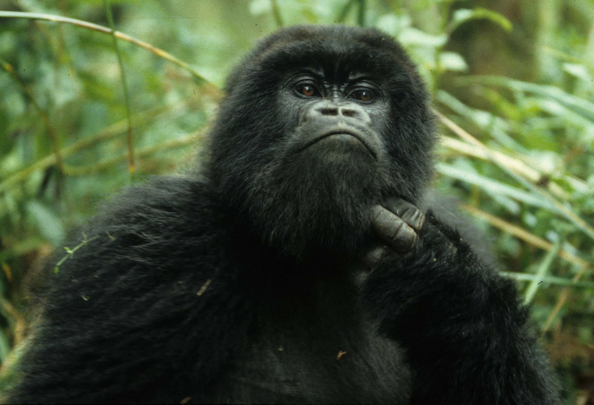 PRIMATE - GORILLA-RWANDA PARC DU VULCANS (83).jpg