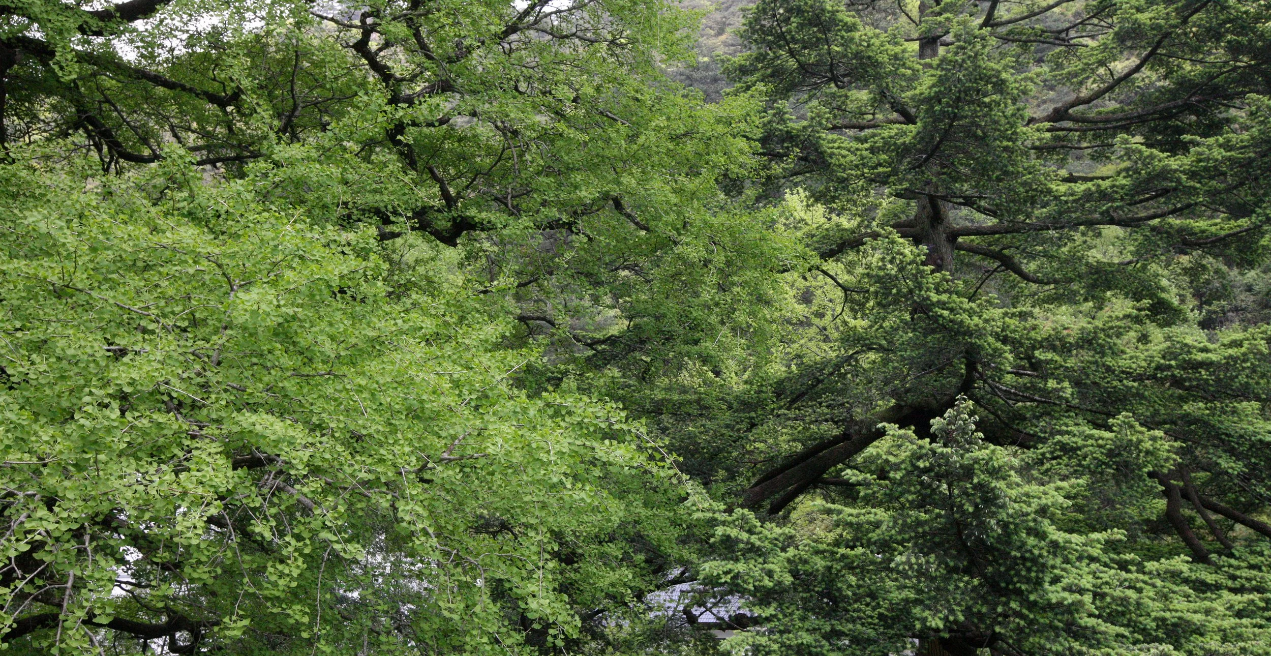HUANGSHAN NATIONAL PARK ANHUI PROVINCE CHINA (4).JPG