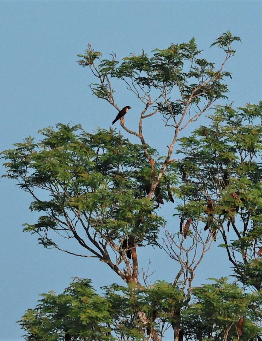 Falcon - Bat Falcon - Falco rufigularis - Museu da Amazonia Tower Park (MUSA), Manaus (1).jpg